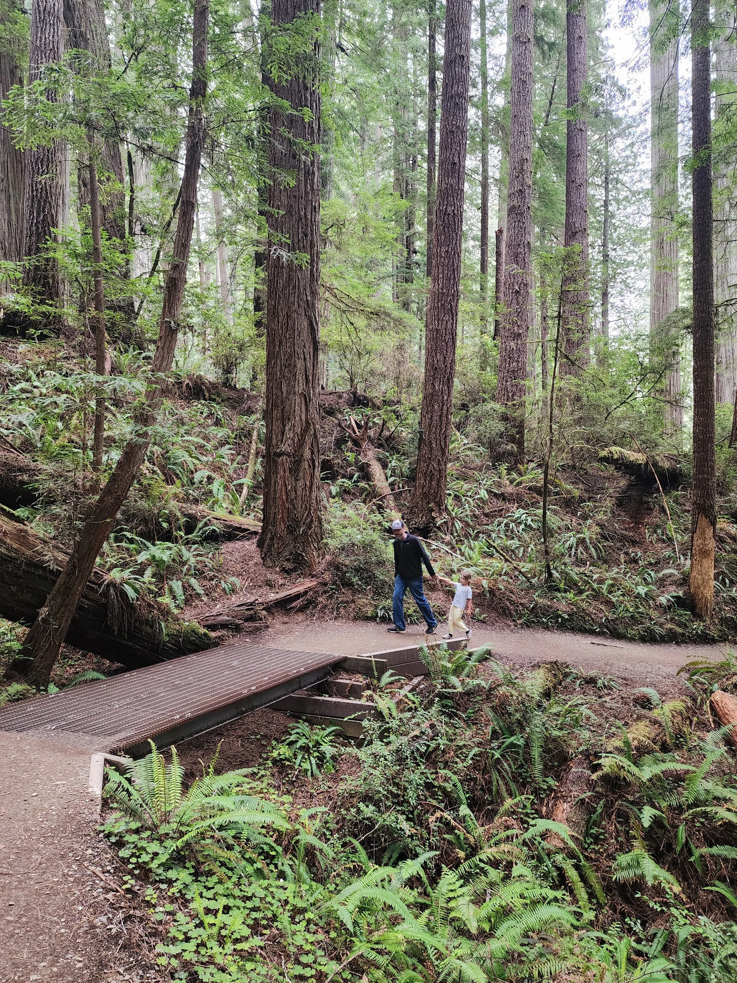 3 Things to consider before visiting the redwoods