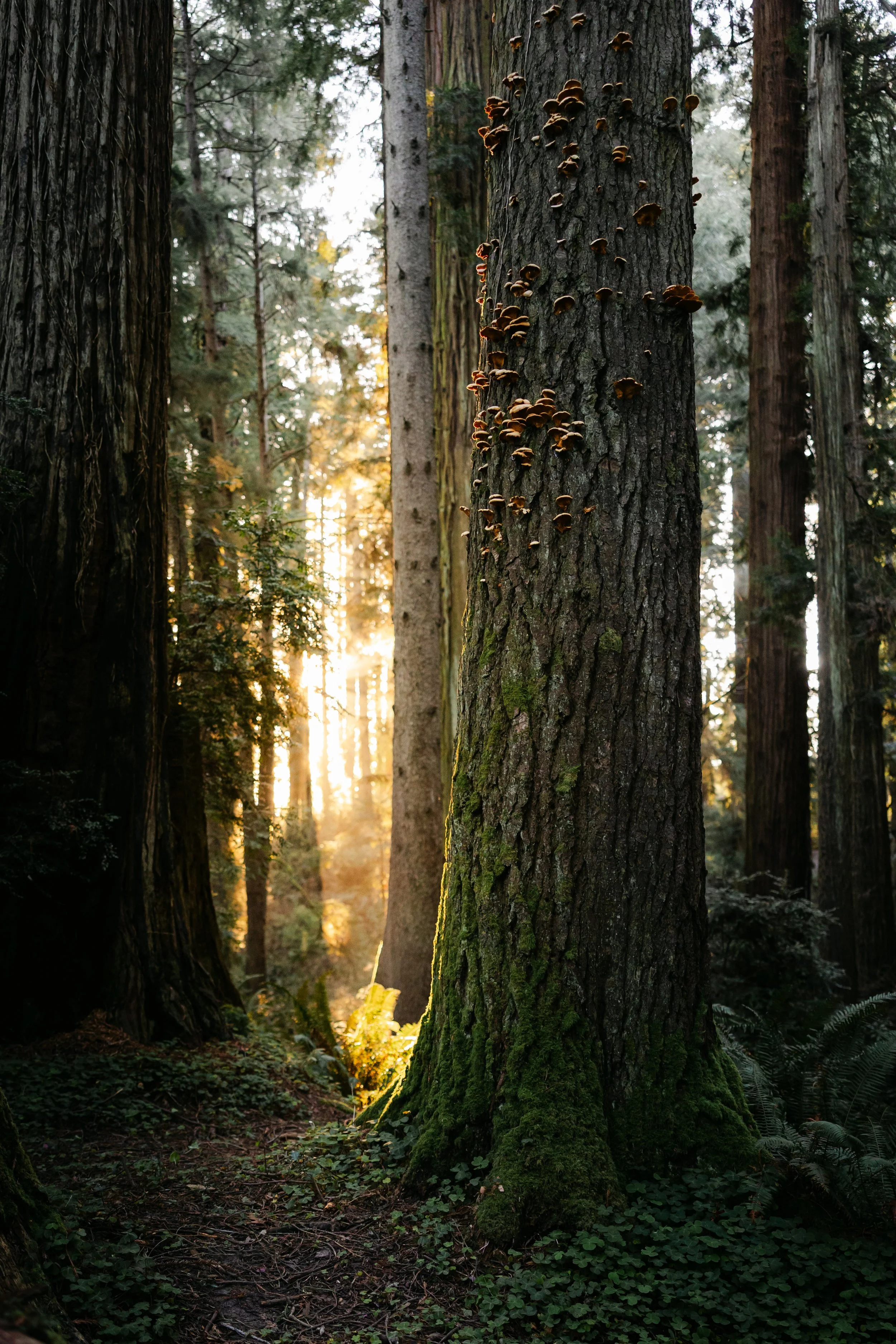 Sunlight filters through tall trees onto the forest floor.