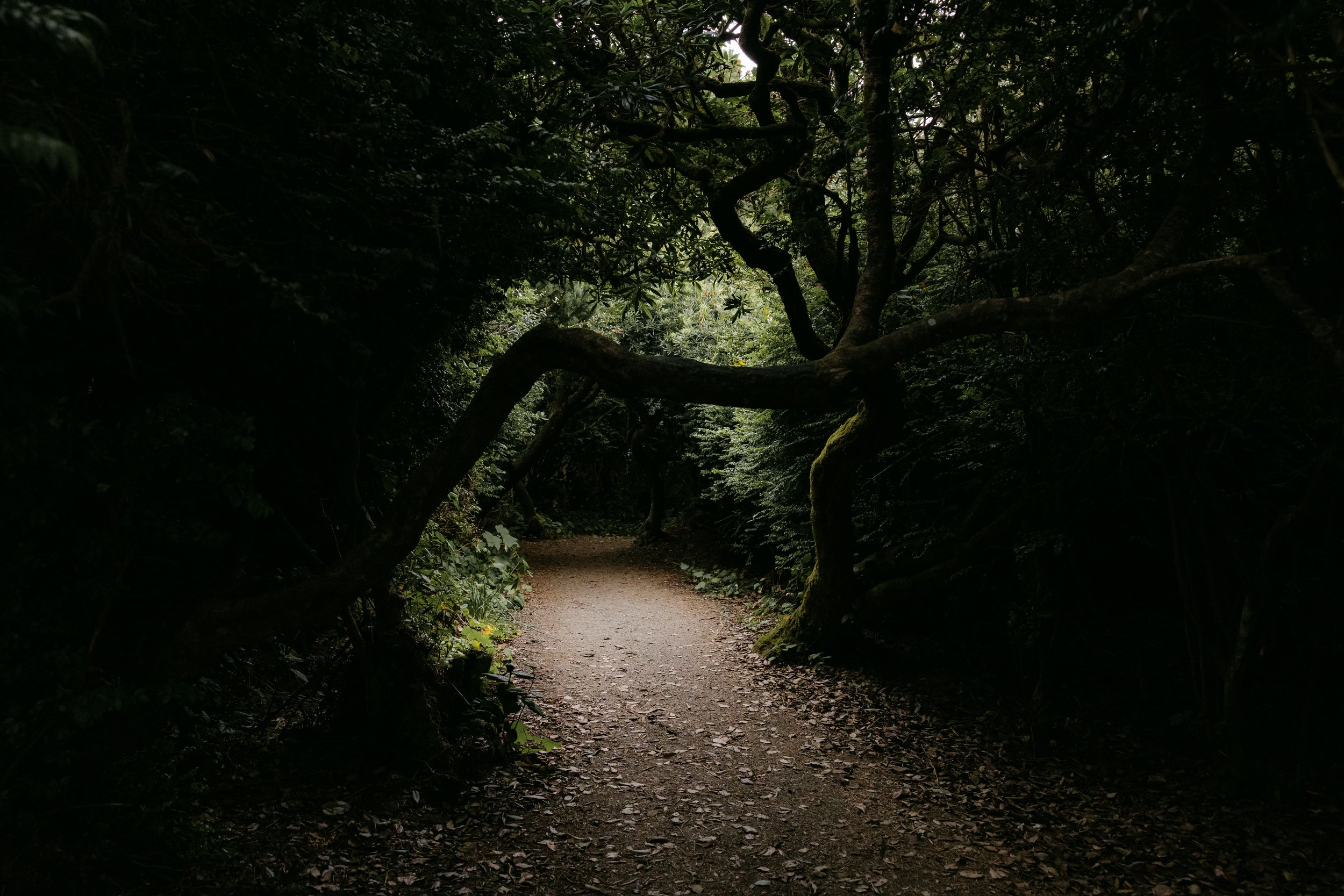 Path through a redwood forest in Humboldt County, California