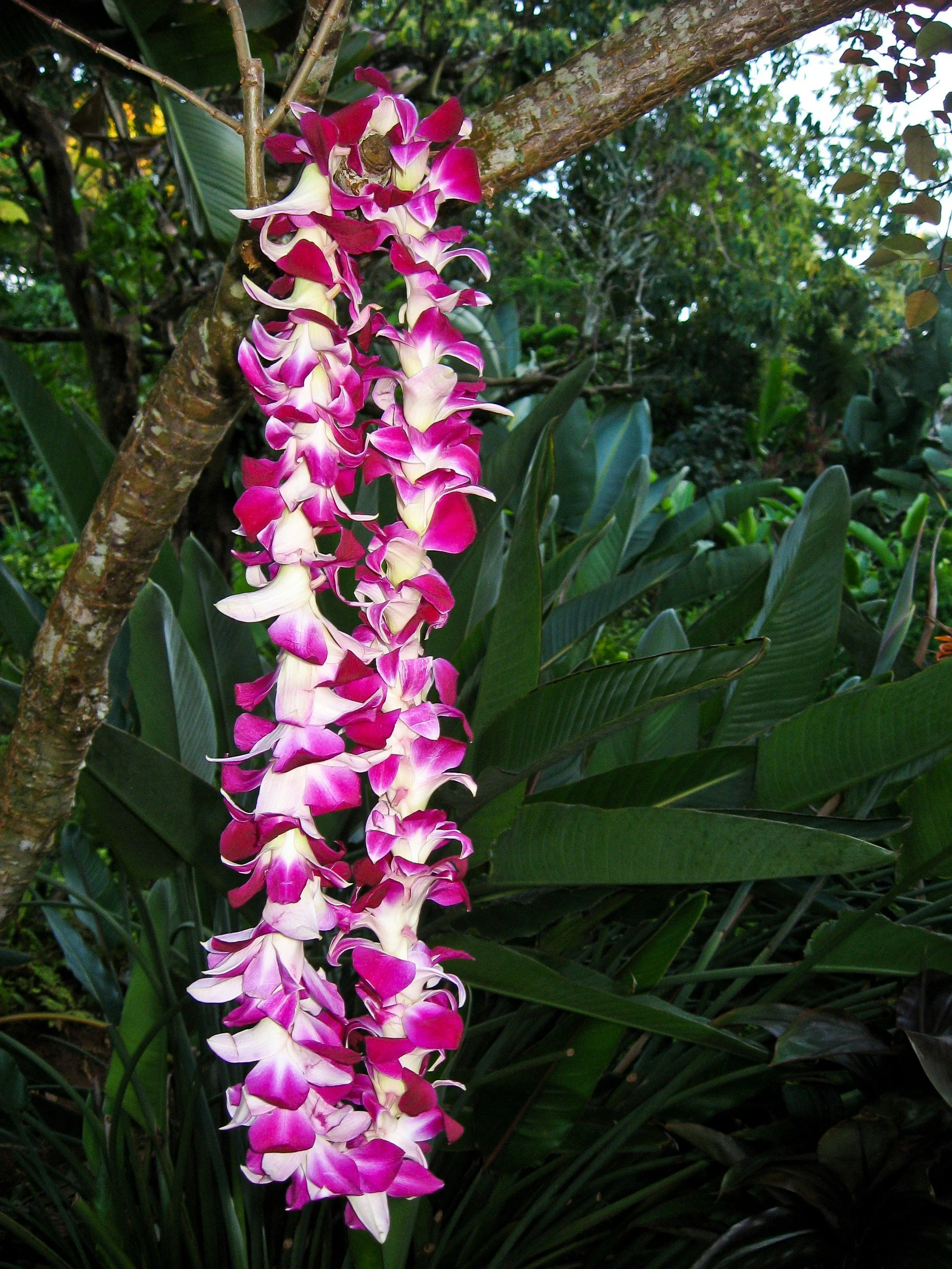 Hawaiʻi Kāmaʻāina rate discount for full time  Kauai residents — Anchor Point Home Services  home monitoring services Hawaiʻi