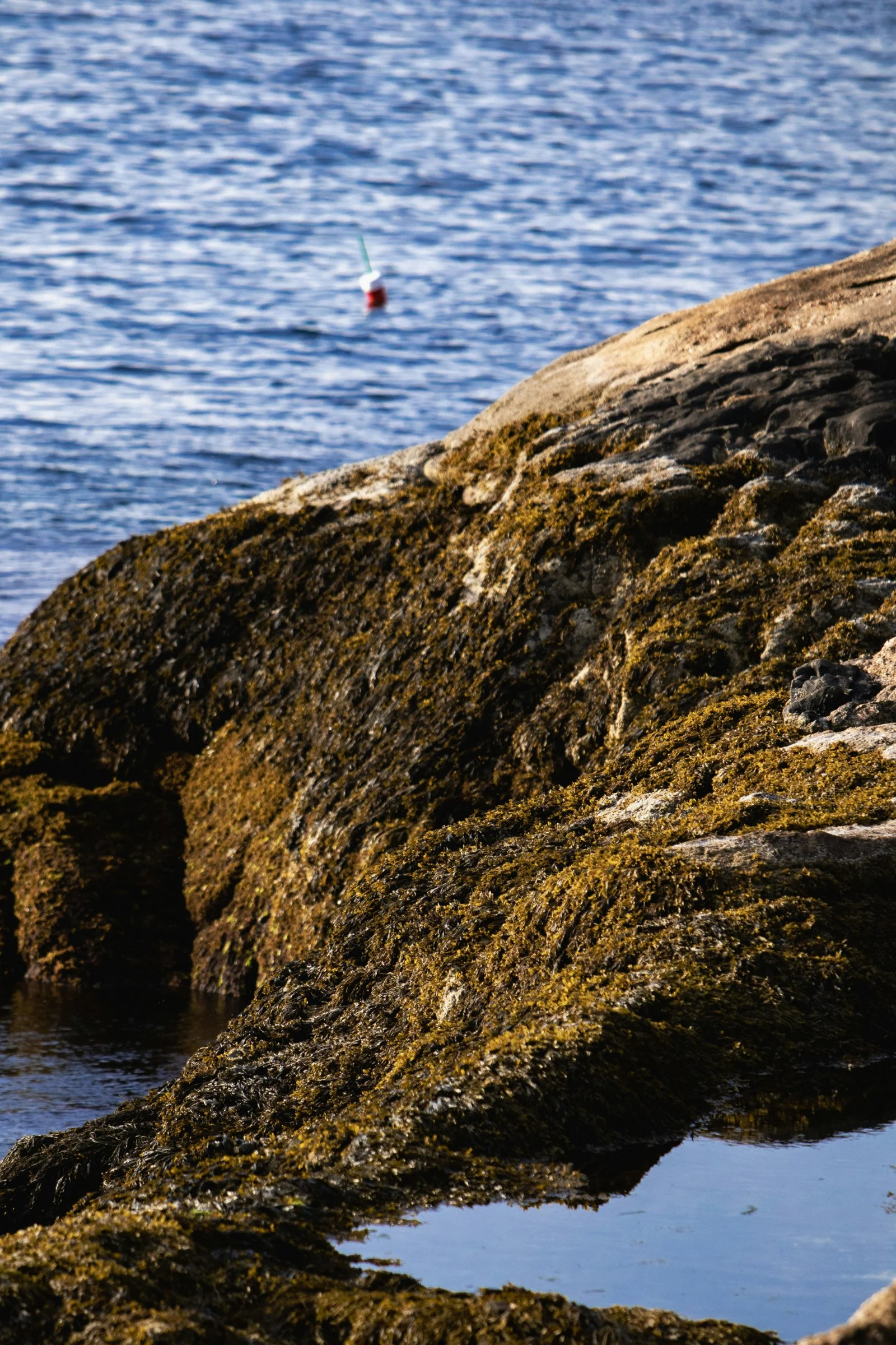 Close-up of moss-covered rocks along a shoreline with water and a buoys in the background.