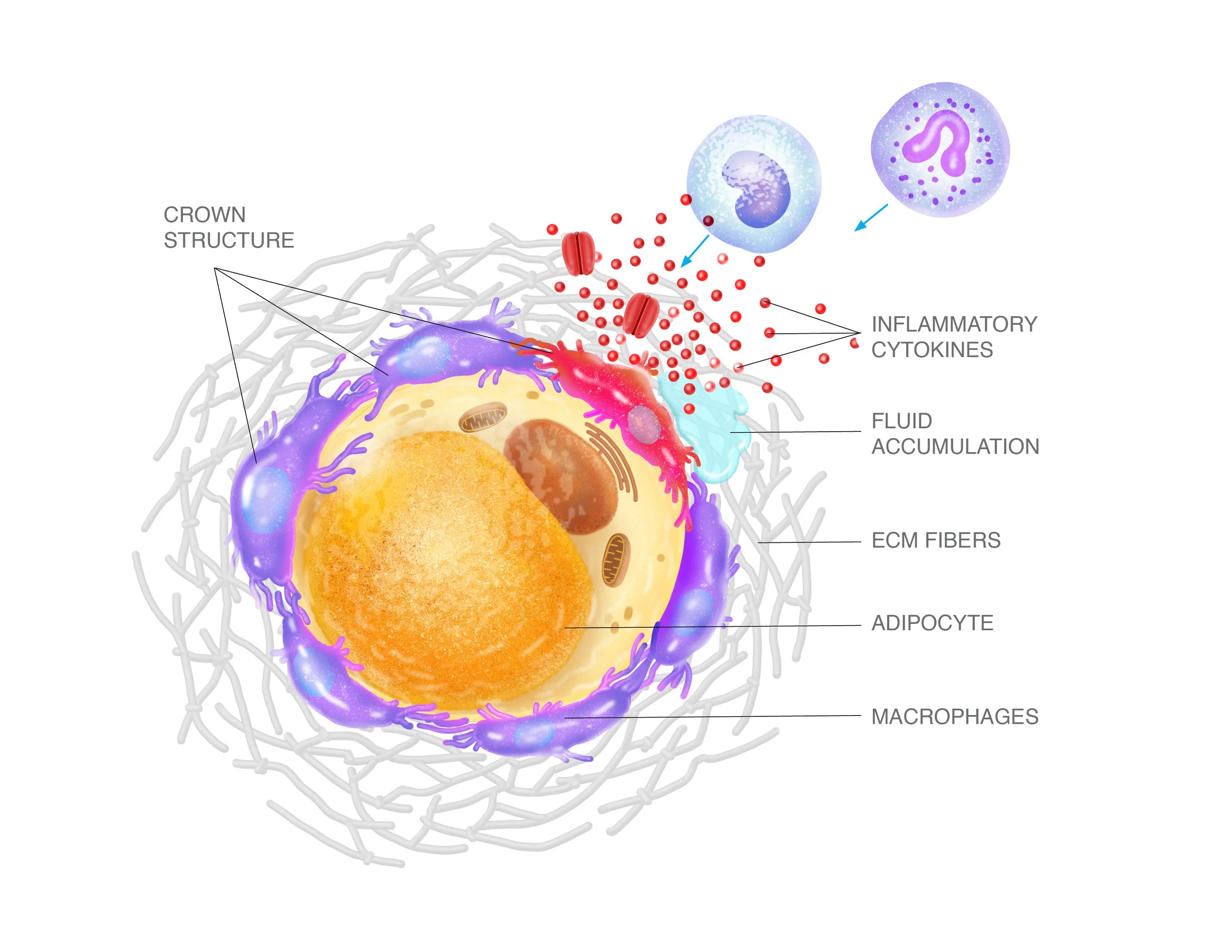 A detailed diagram of cellular immune response illustrating macrophage engulfing a pathogen, releasing inflammatory cytokines, and interactions with other immune cells.