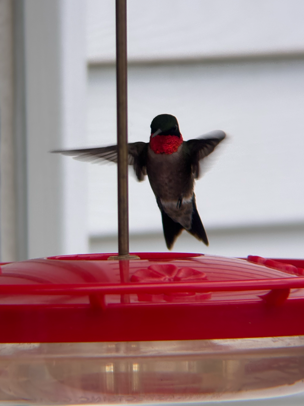Sparland Hummingbird