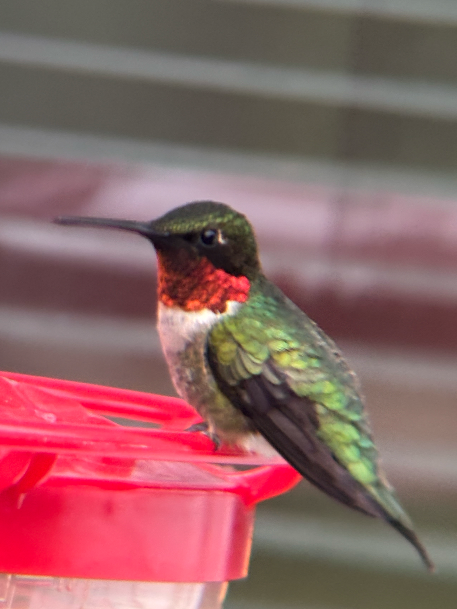 Sparland Hummingbird