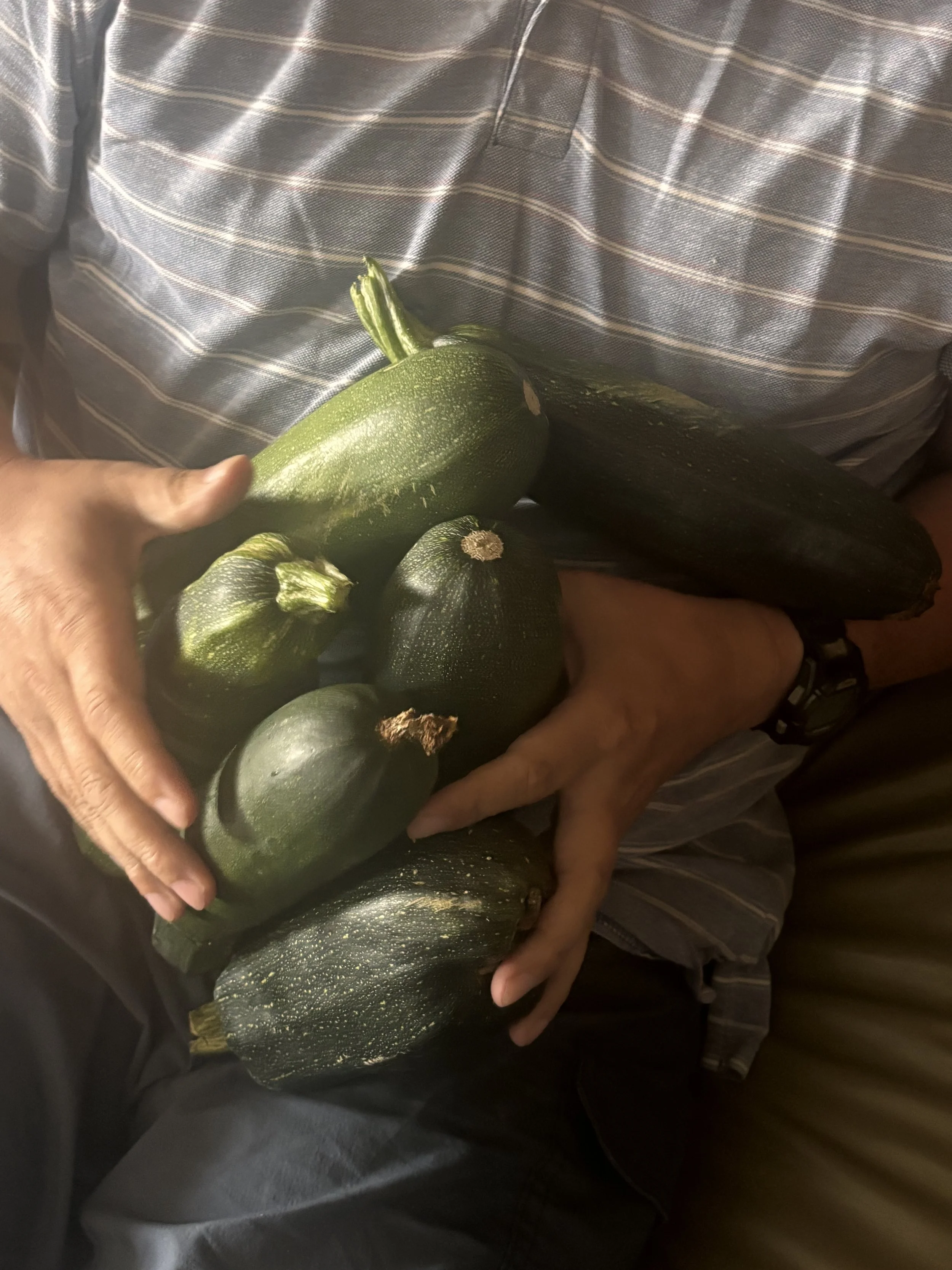 Zucchini, Zucchini, Zucchini…Who’s Got The Zucchini?