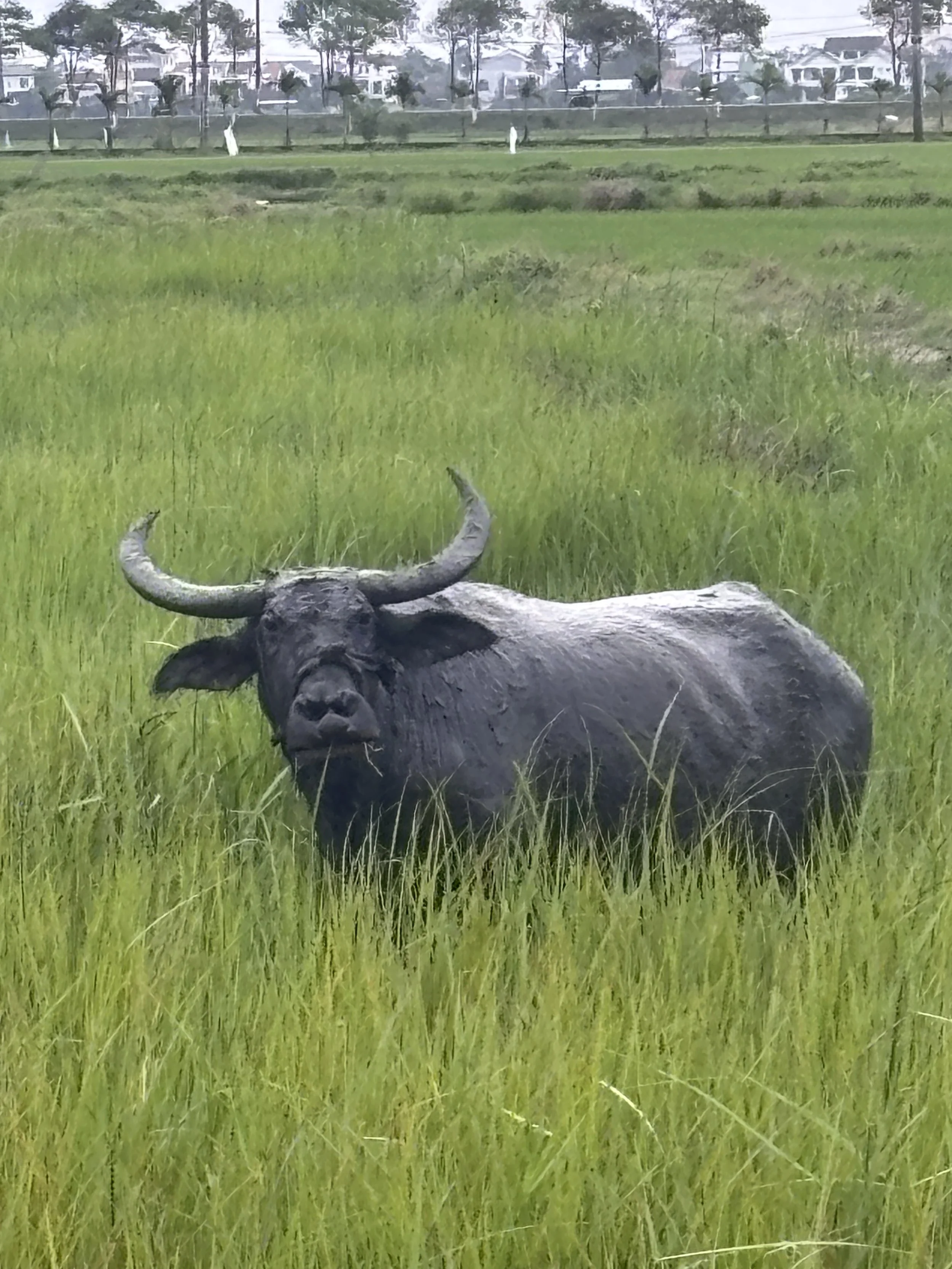Water buffalo Hoi An Vietnam
