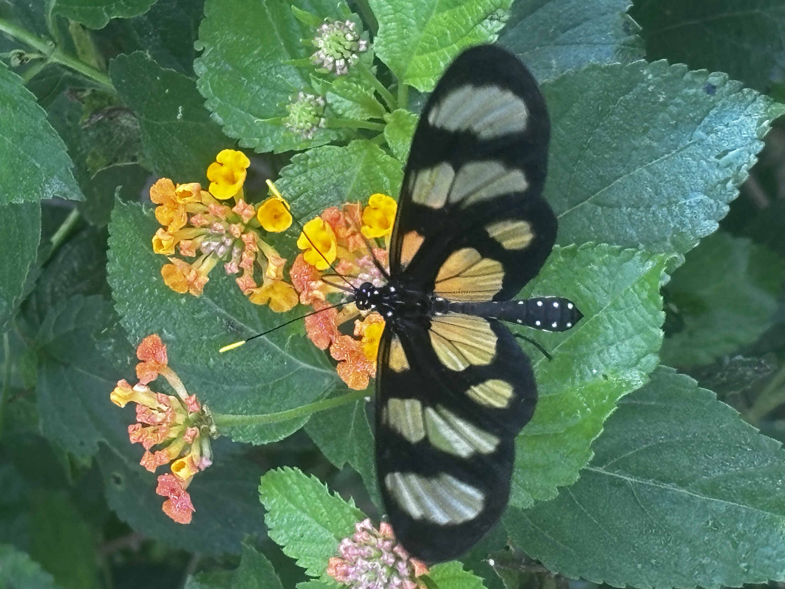 Panama Butterfly
