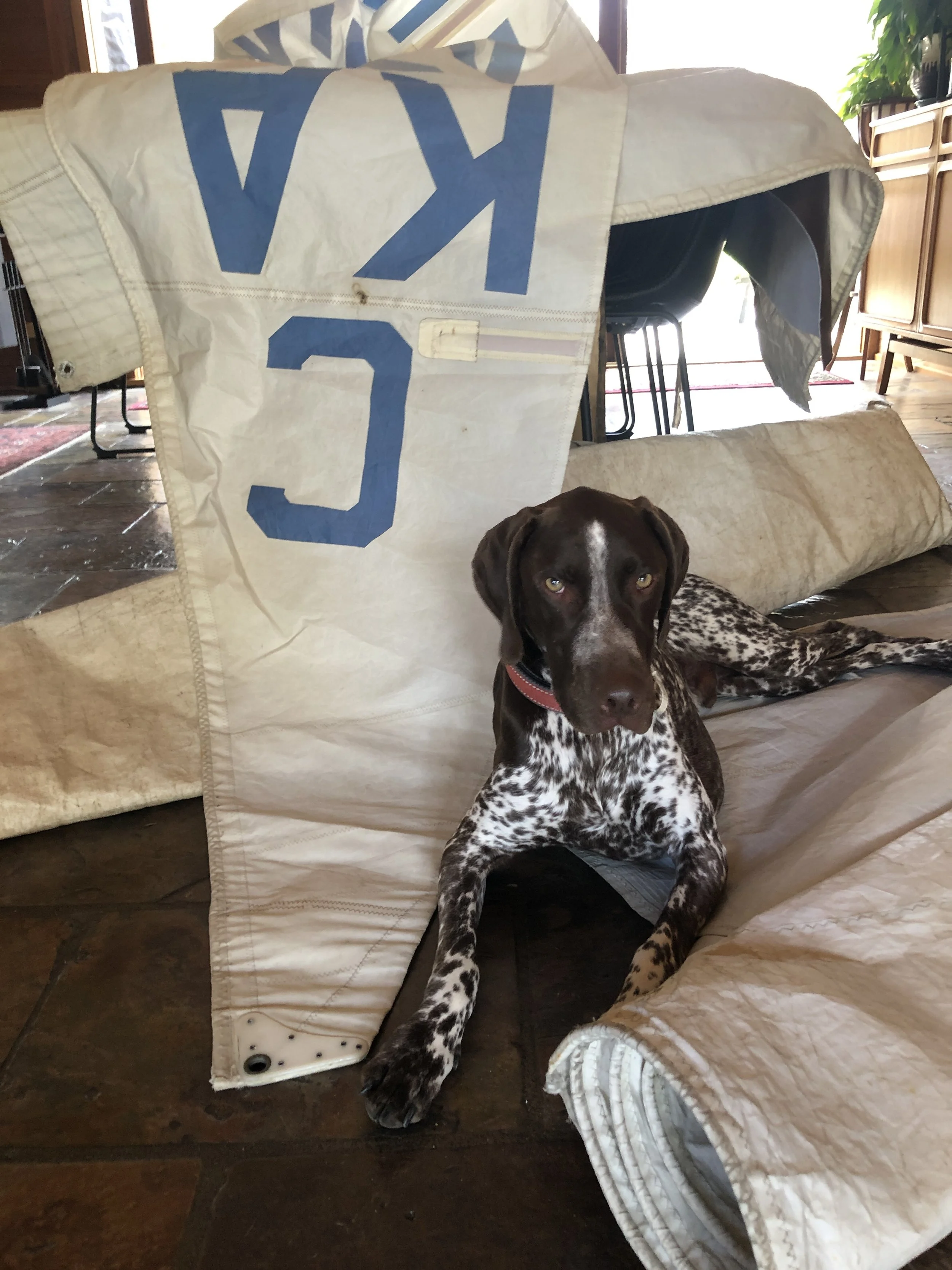 A brown and white spotted dog lying on a tiled floor inside a house, with a large white sail-like fabric that has blue letters partially visible behind it.