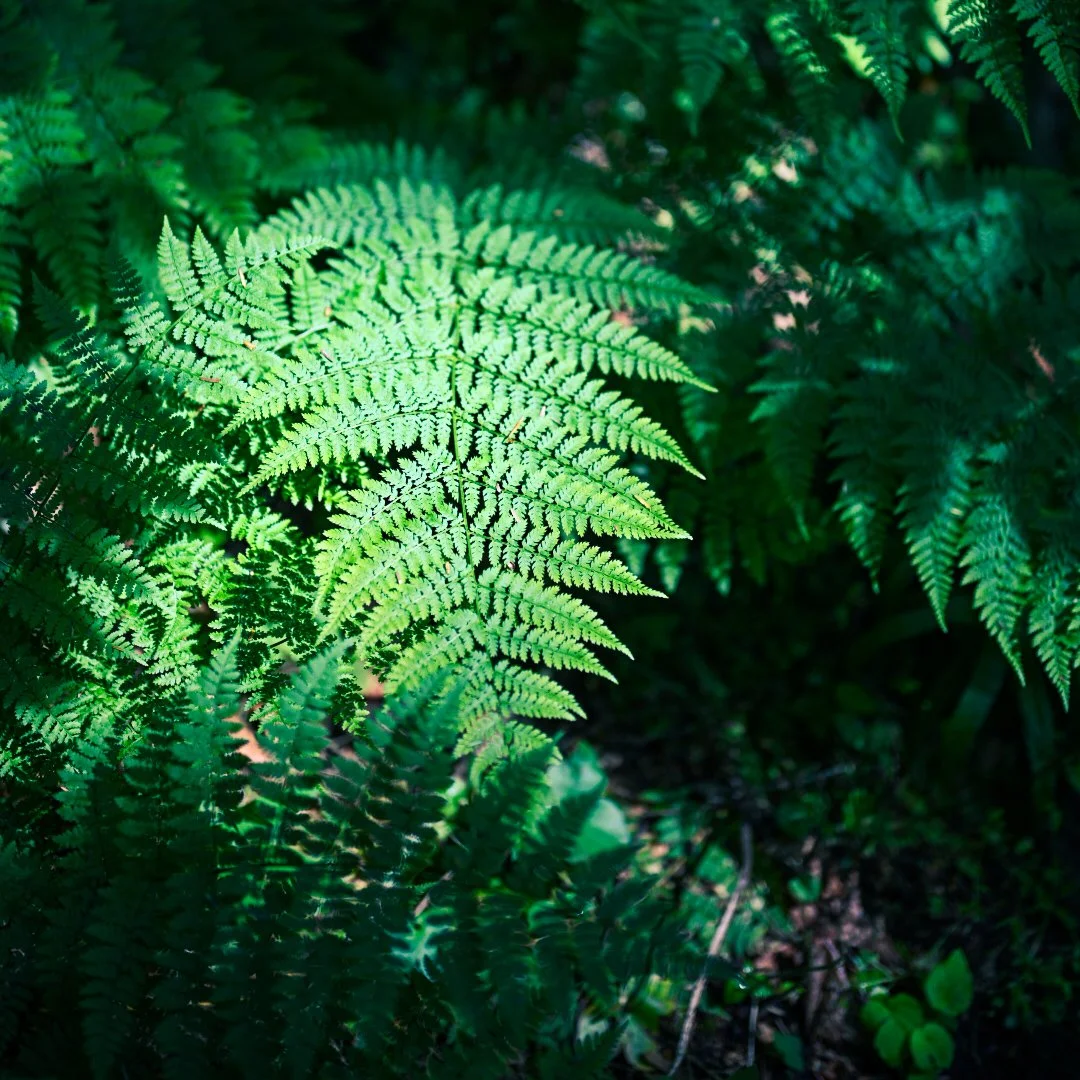 Close-up of green fern leaves with sunlight filtering through