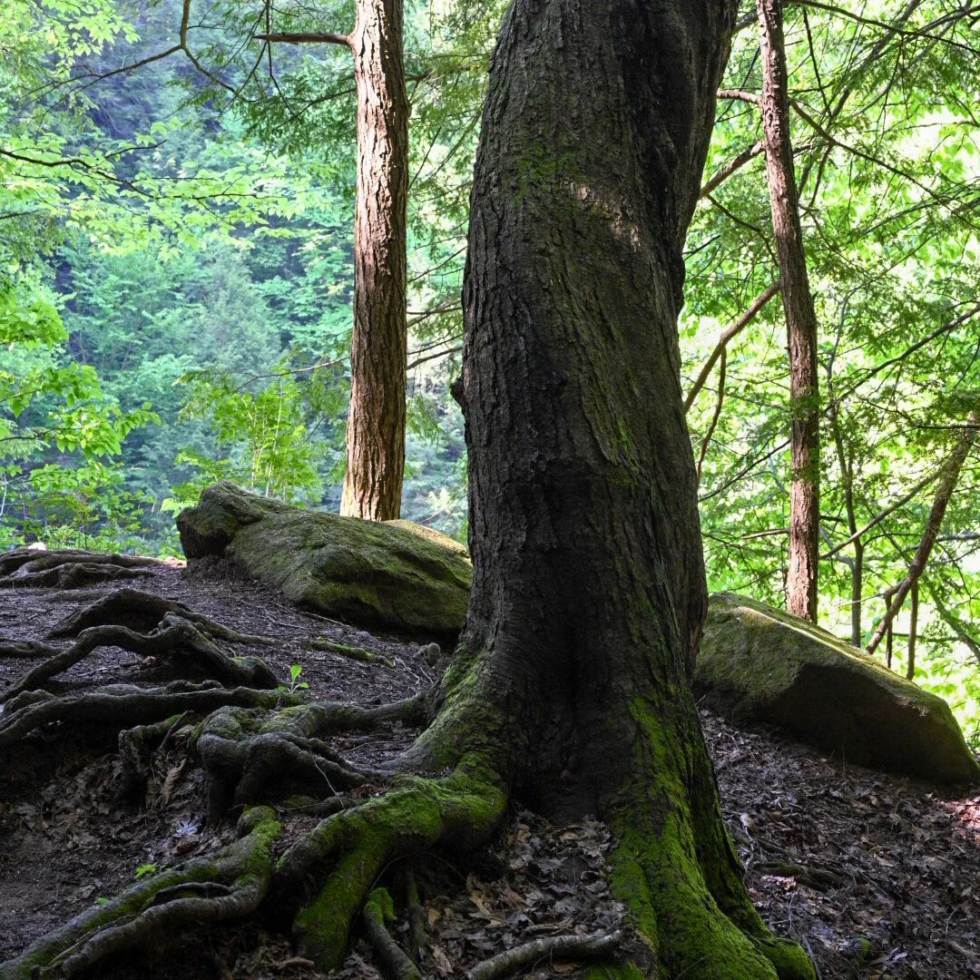 A large tree with exposed twisted roots in a lush green forest.