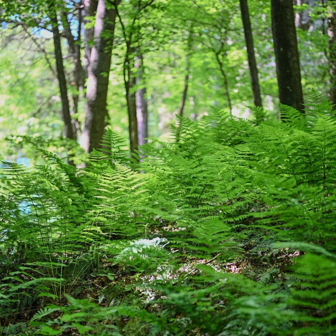 Green ferns in a forest with tall trees and sunlight filtering through the leaves.