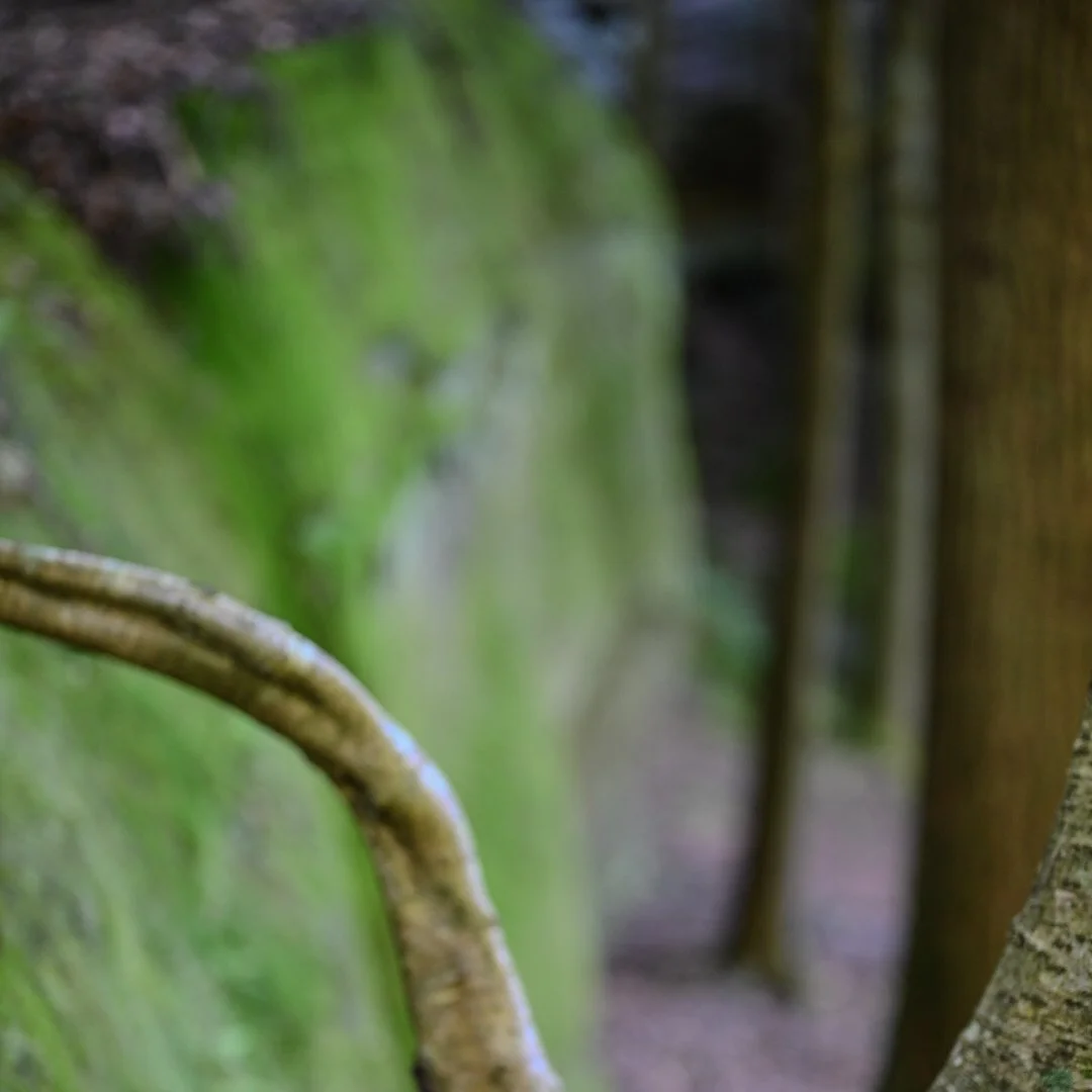 Close-up of a moss-covered log with a small branch and part of a tree trunk in a forest setting.