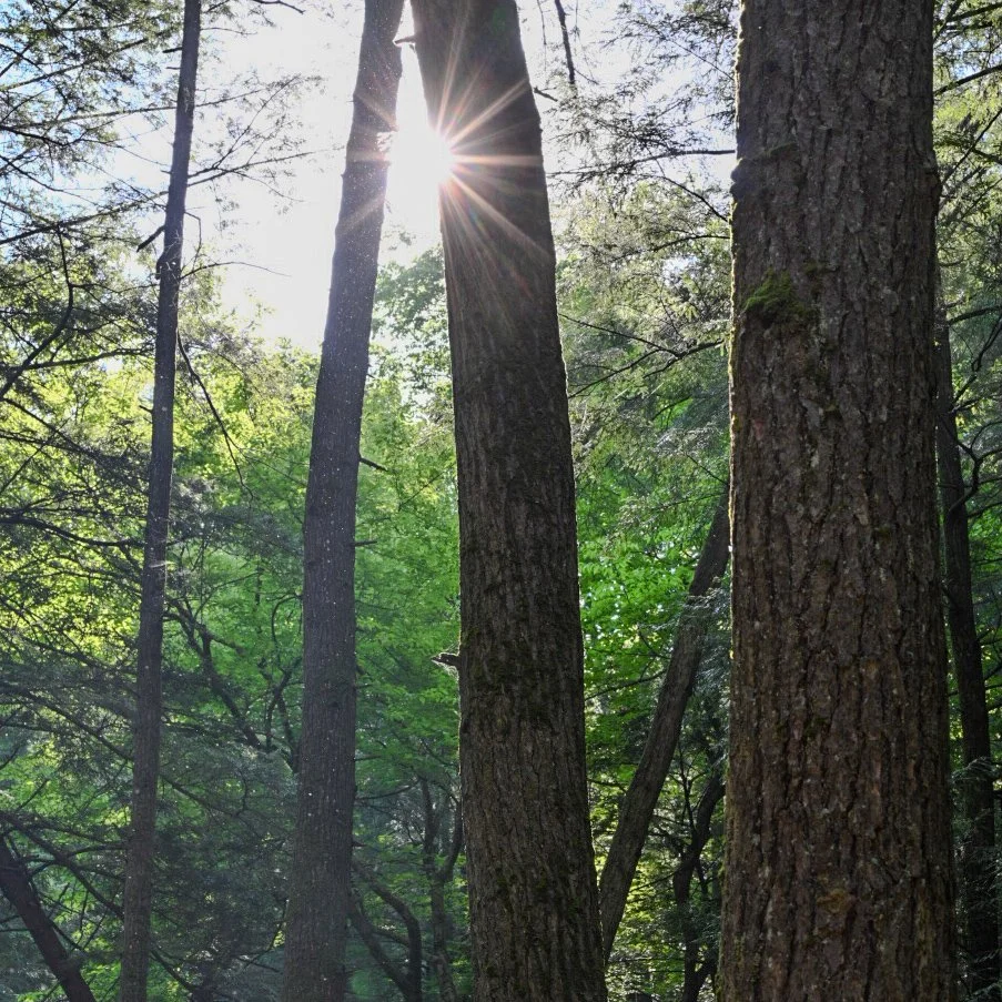 Sunlight filters through the treetops of a dense forest with tall trees and lush green leaves.