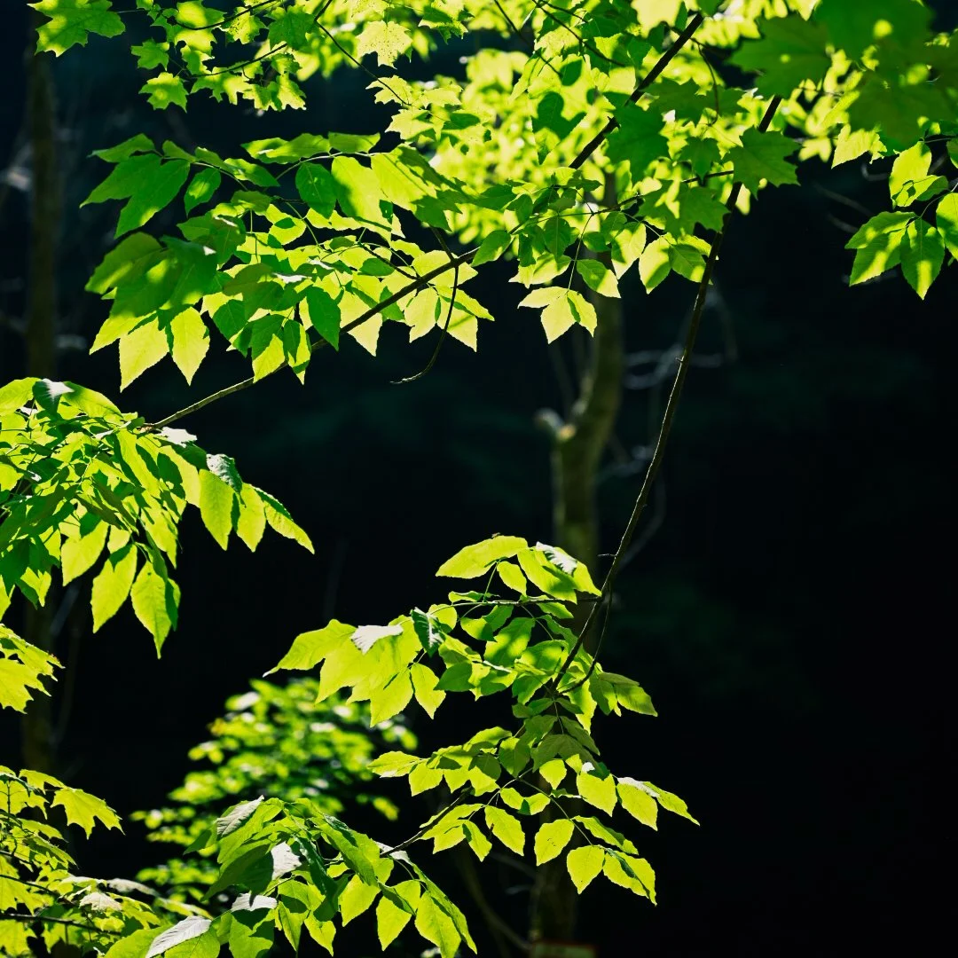 Sunlit green maple leaves in a forest with dark background.