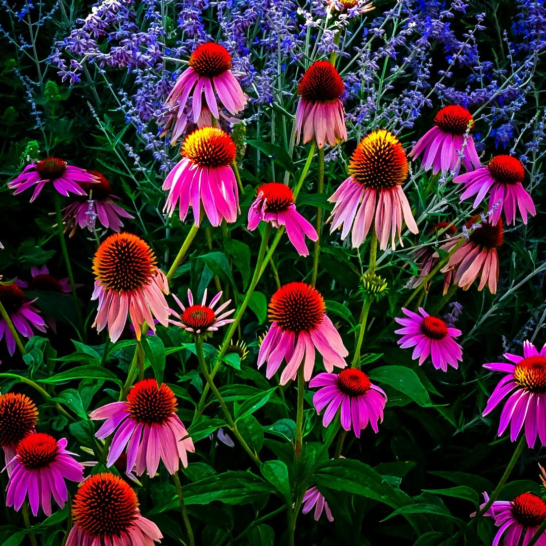 DSC_5101.JPG