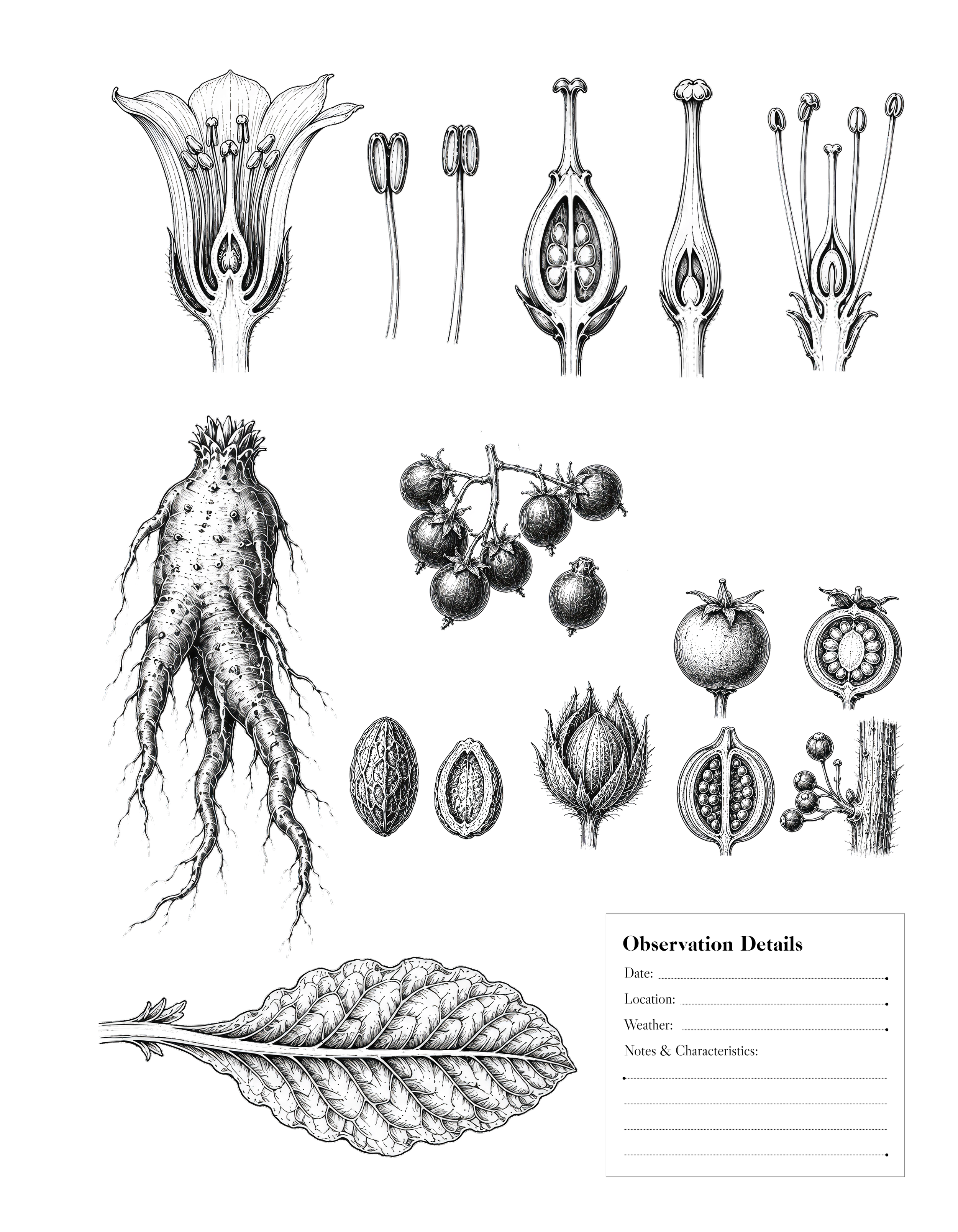 Mandrake 2.png