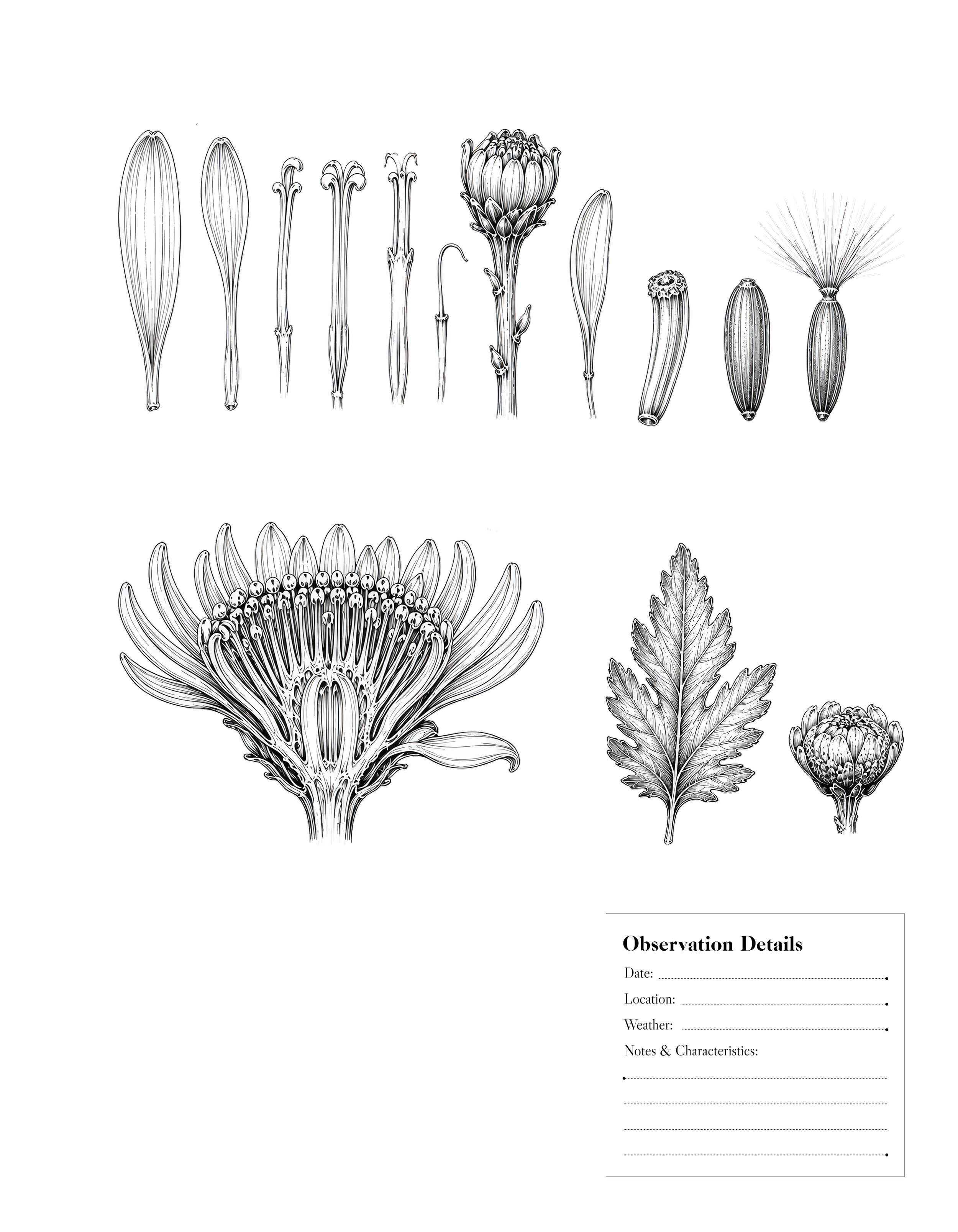 Chrysanthemum 2.png