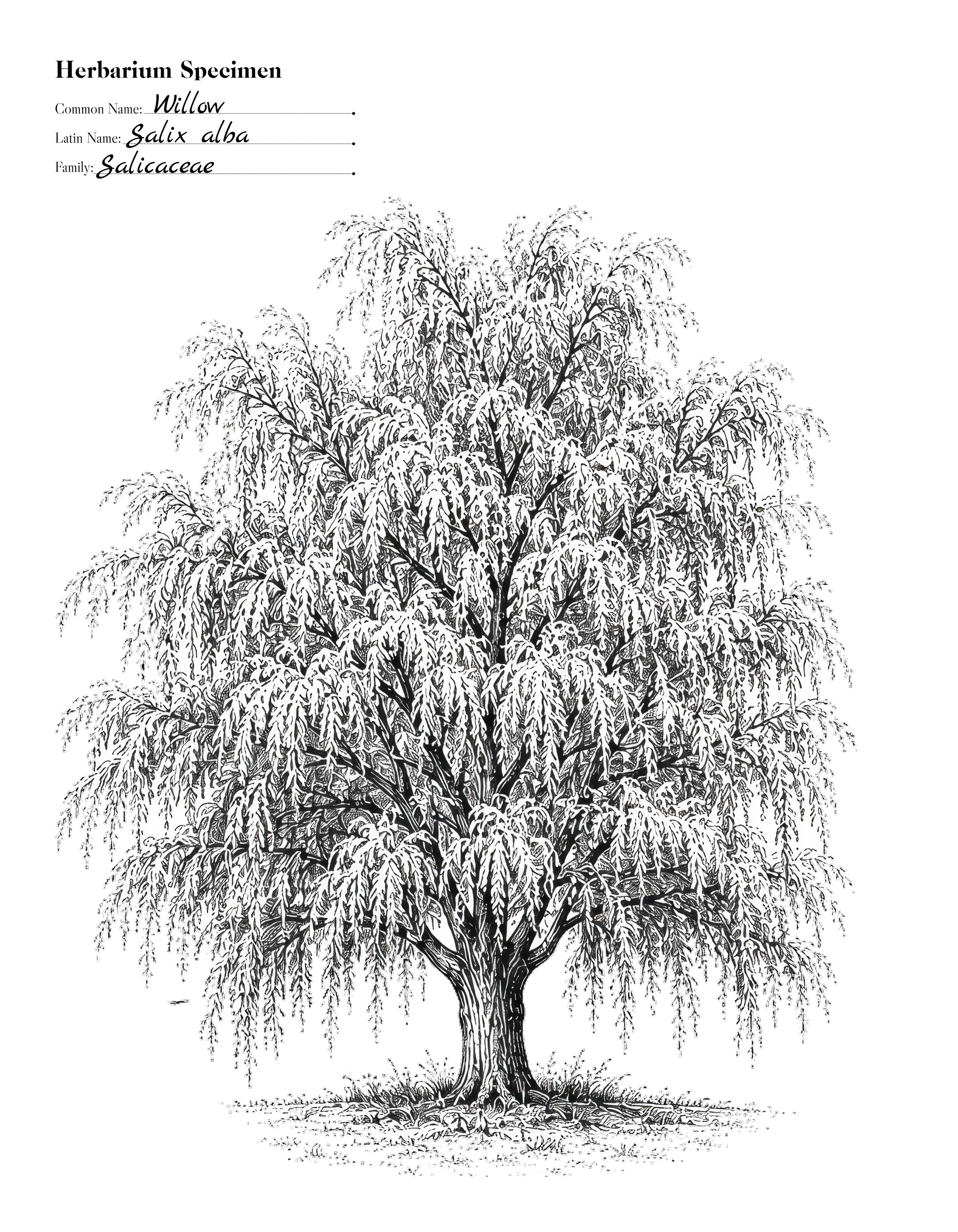 Willow 1.png