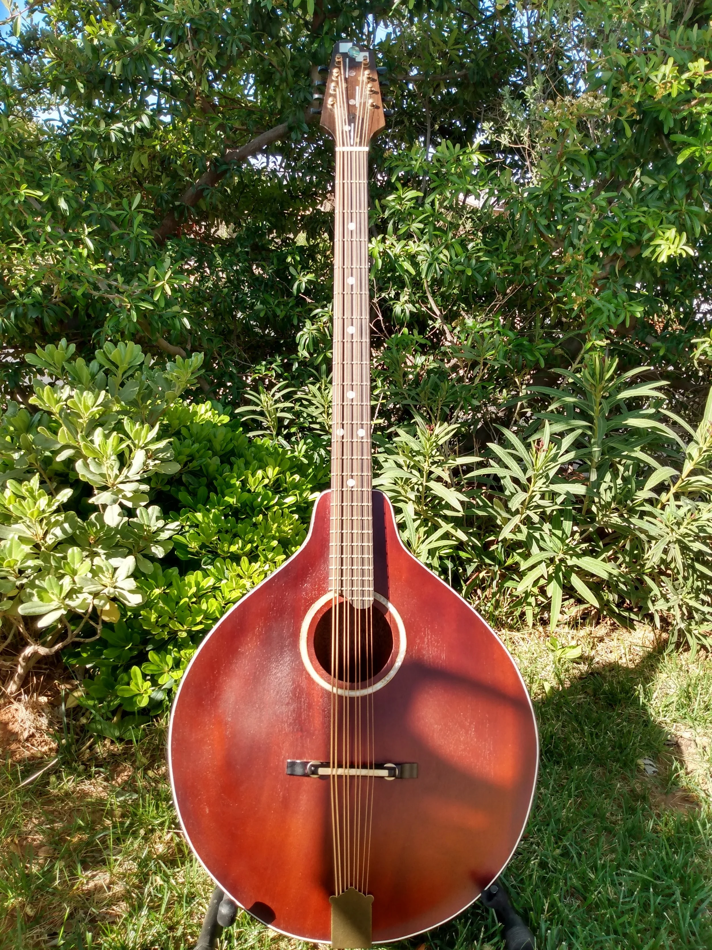 Mandocello body with background.jpg