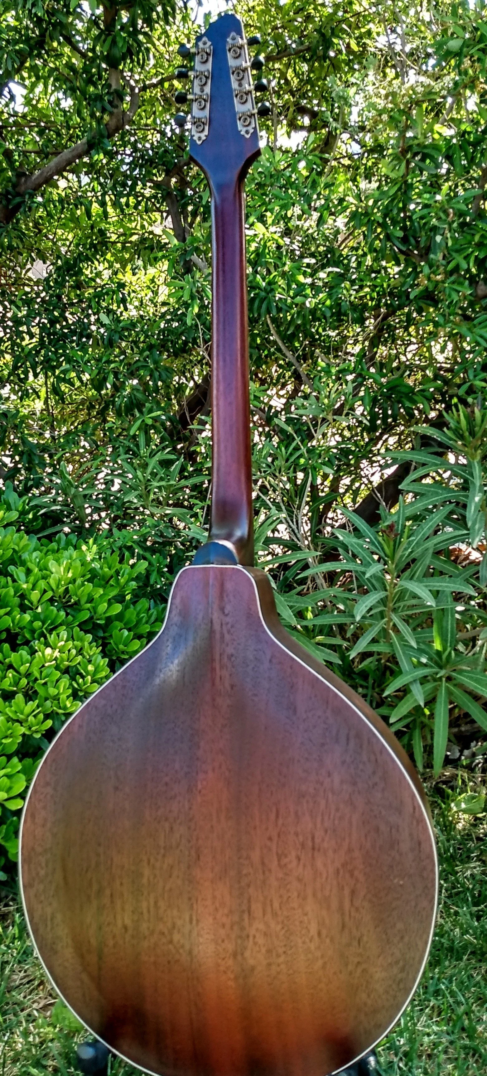 mandocello back.jpg
