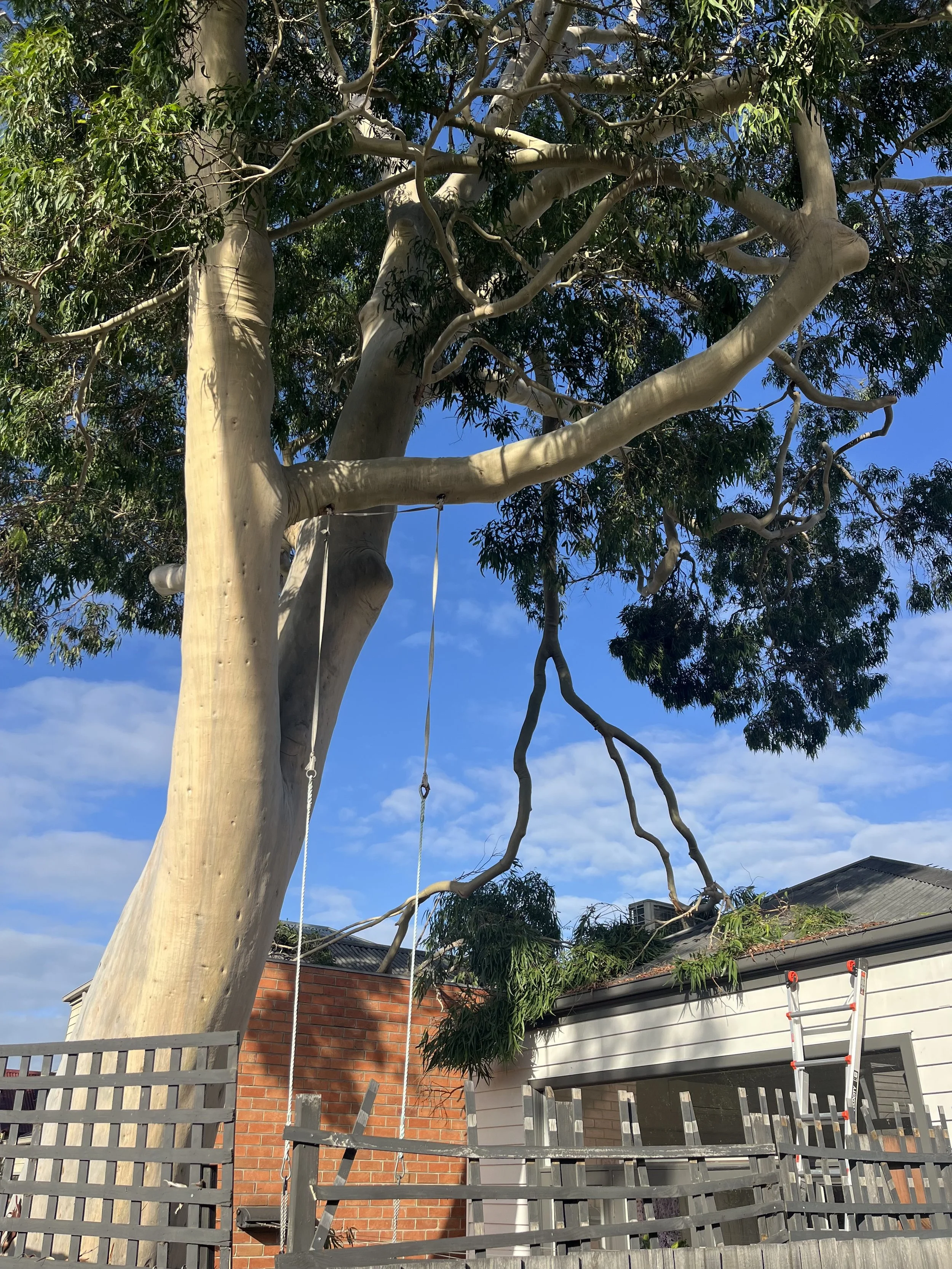A large tree with white, smooth bark and green leaves. Part of the tree is cut or pruned. In the foreground, there is a gray wooden fence and a house with red brick walls and a ladder leaning against the house. The sky is blue with some clouds.