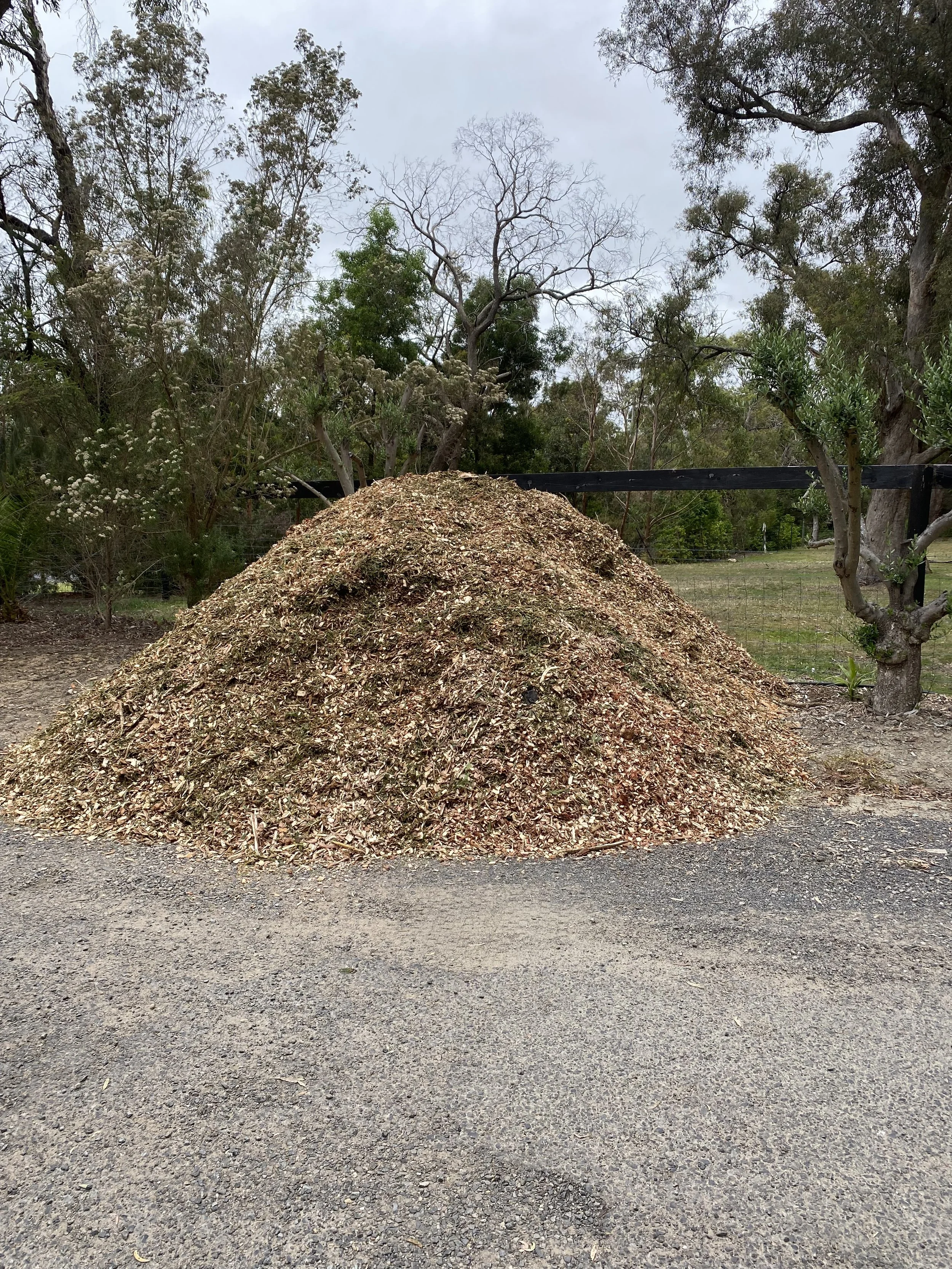 A pile of wood chips on a dirt surface in front of trees and outdoor fencing.