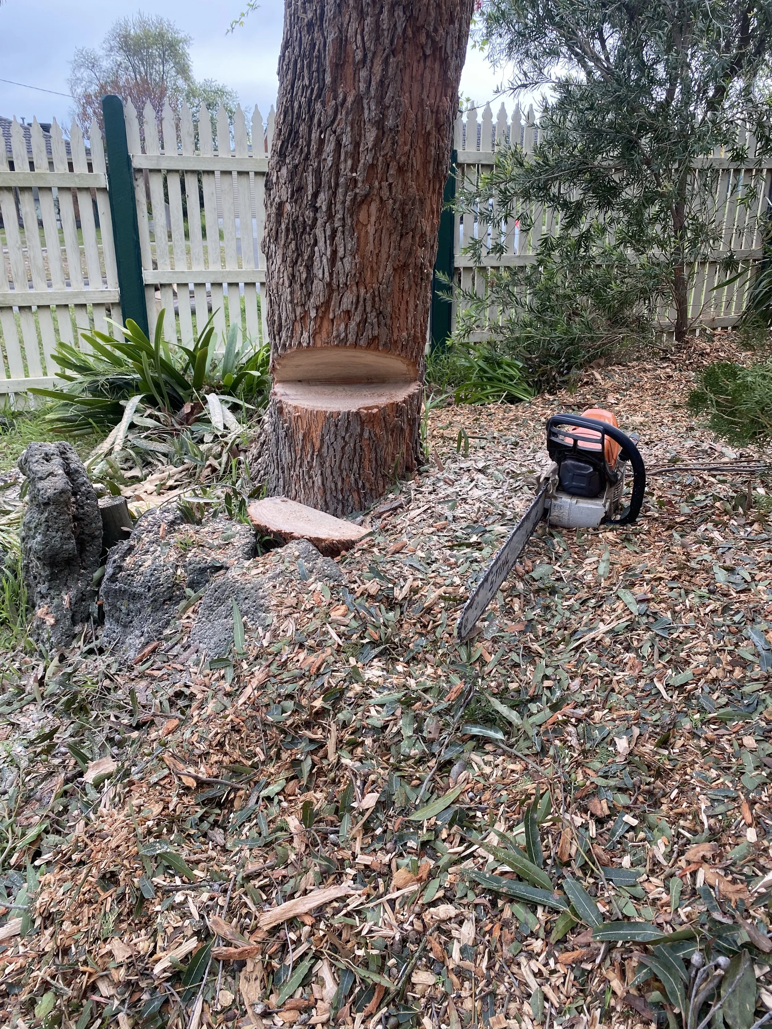 A tree trunk with a section cut out of its base, surrounded by fallen leaves, plants, and gardening tools including a chainsaw, in a backyard or garden setting with a wooden fence in the background.