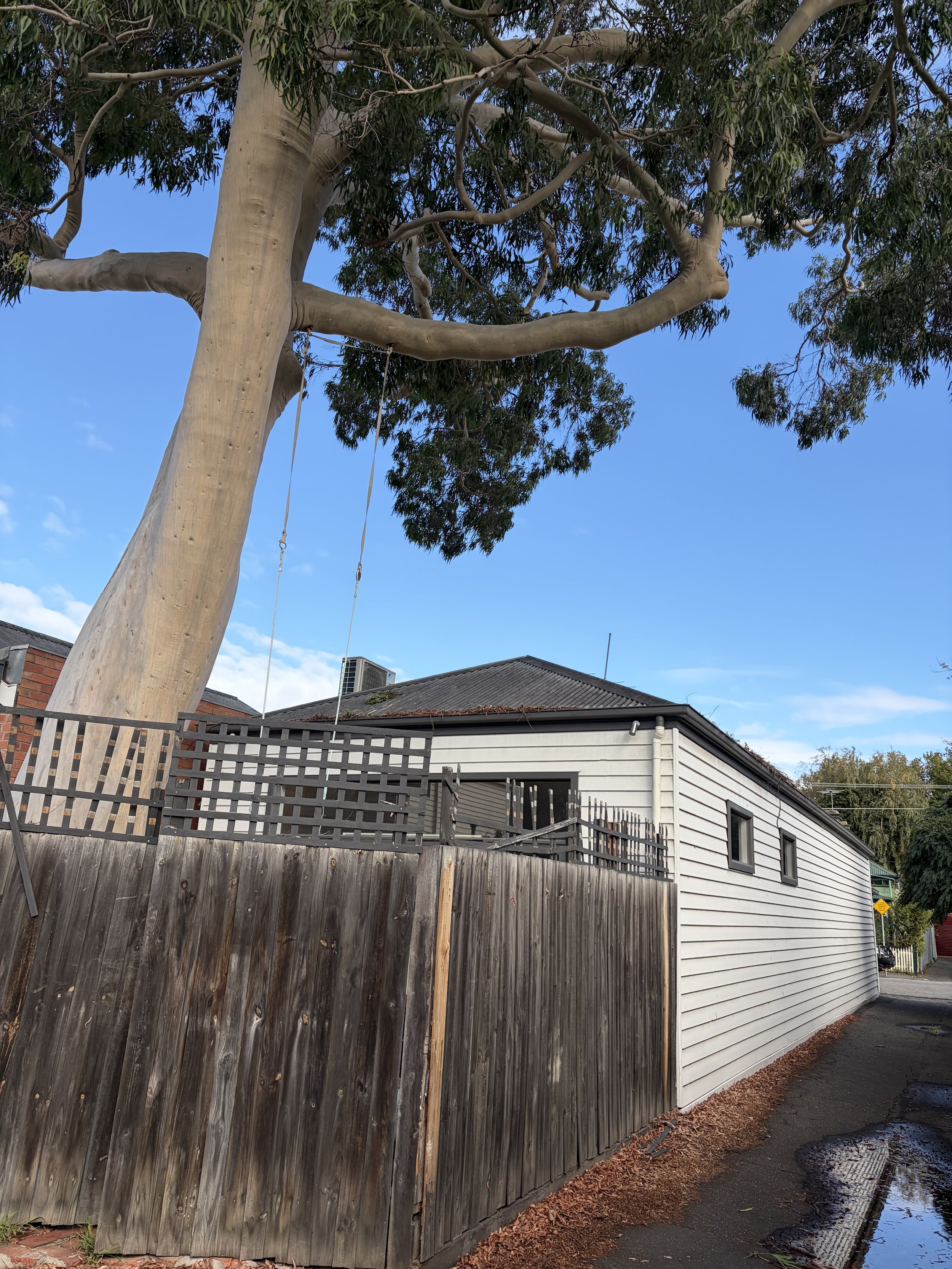 A large tree with a thick trunk and green leaves is next to a house with white siding and a grey roof. A wooden fence runs along the front of the house. Puddles of water are on the asphalt sidewalk, and there are some fallen leaves on the ground.