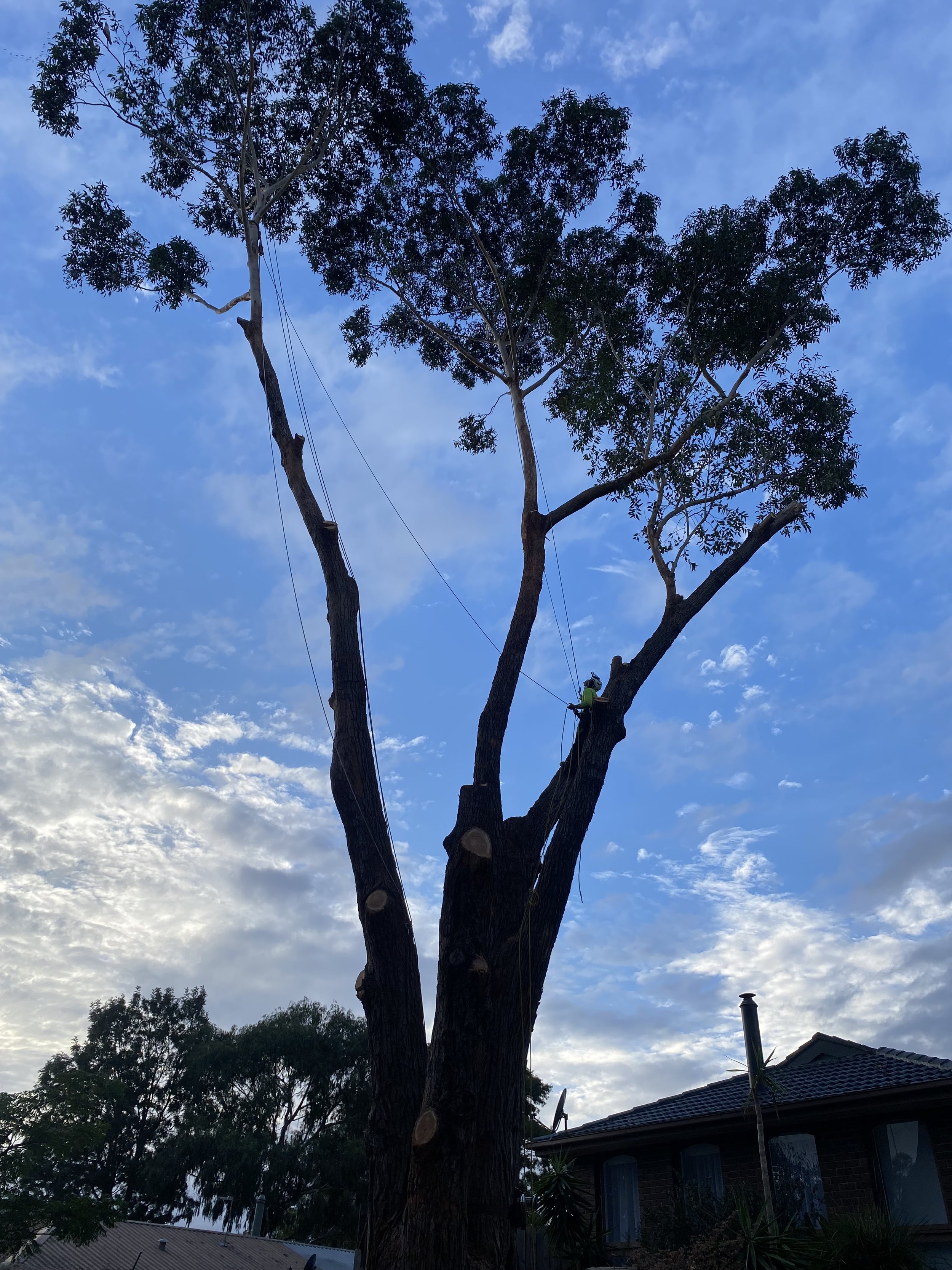 A tall tree with multiple branches and green leaves is seen against a blue sky with scattered clouds. A worker with safety gear is trimming or working on the tree. There are residential houses and trees in the background.