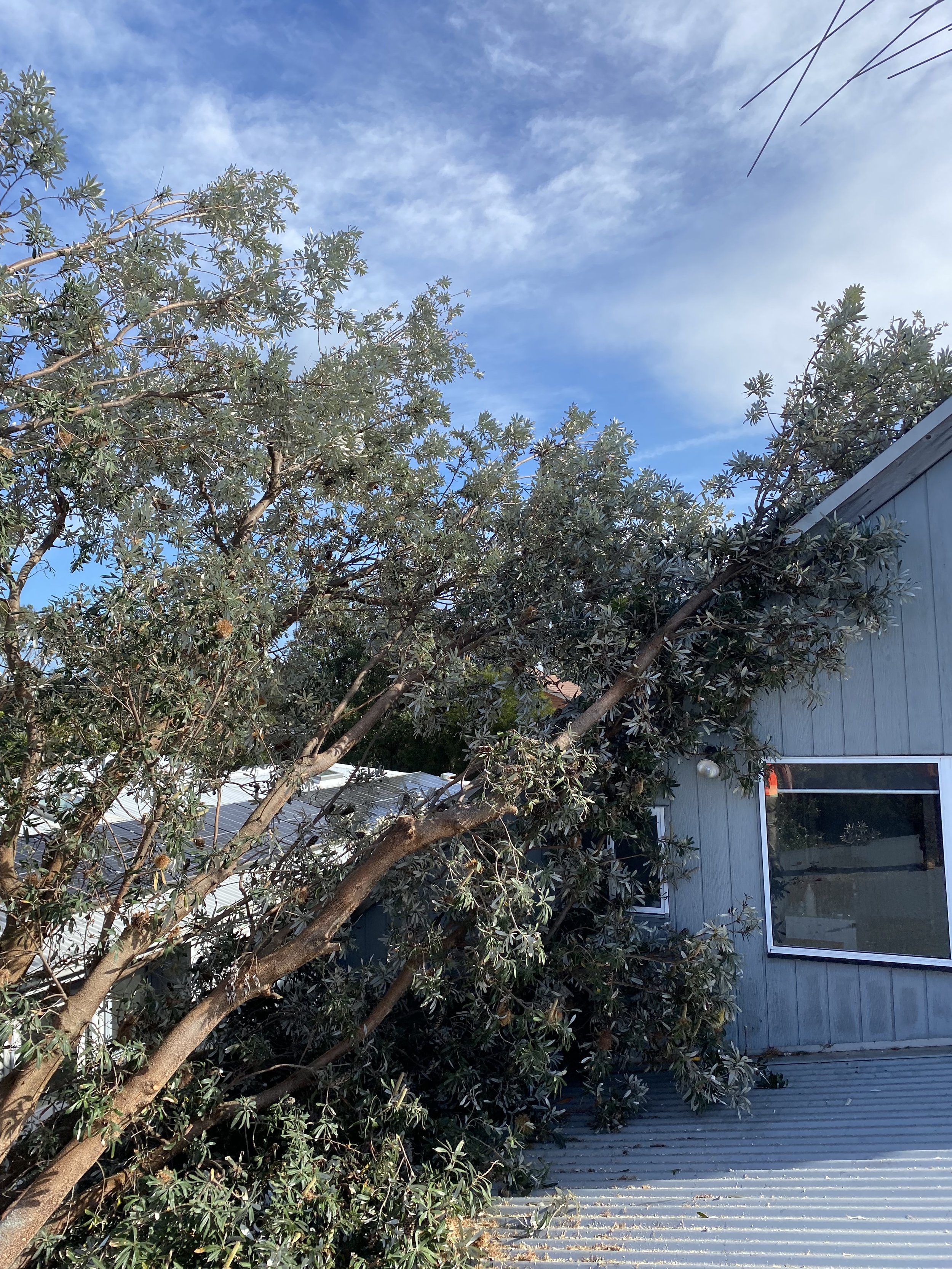 A large tree with green and gray leaves and branches extends over a gray wooden deck area, with a building with gray siding and a window partially visible on the right side of the image, under a partly cloudy blue sky.