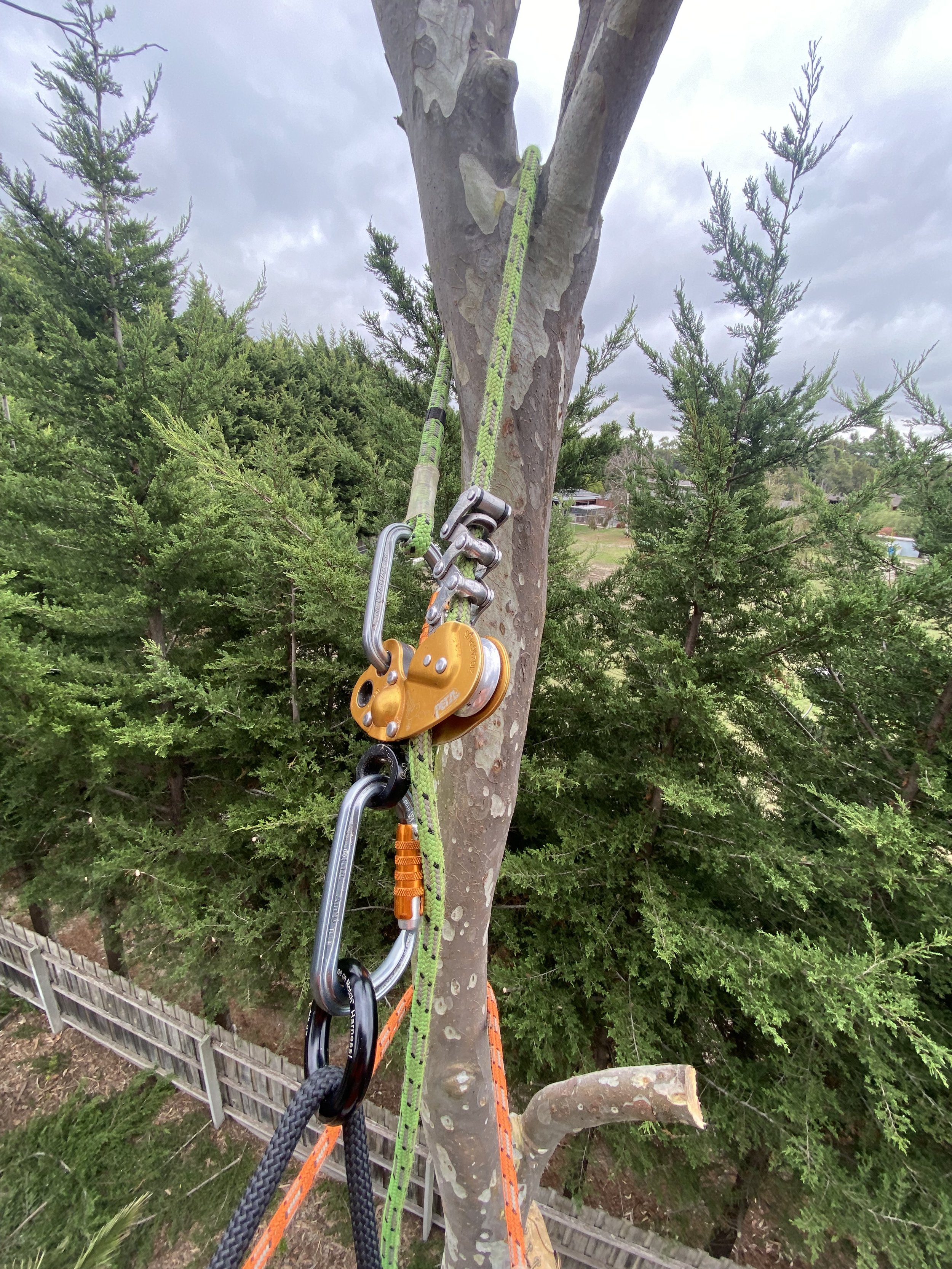 Climbing gear set up on a tree, including carabiners, ropes, and a harness. The tree has a smooth, light-colored bark, and is surrounded by dense green foliage under a cloudy sky.