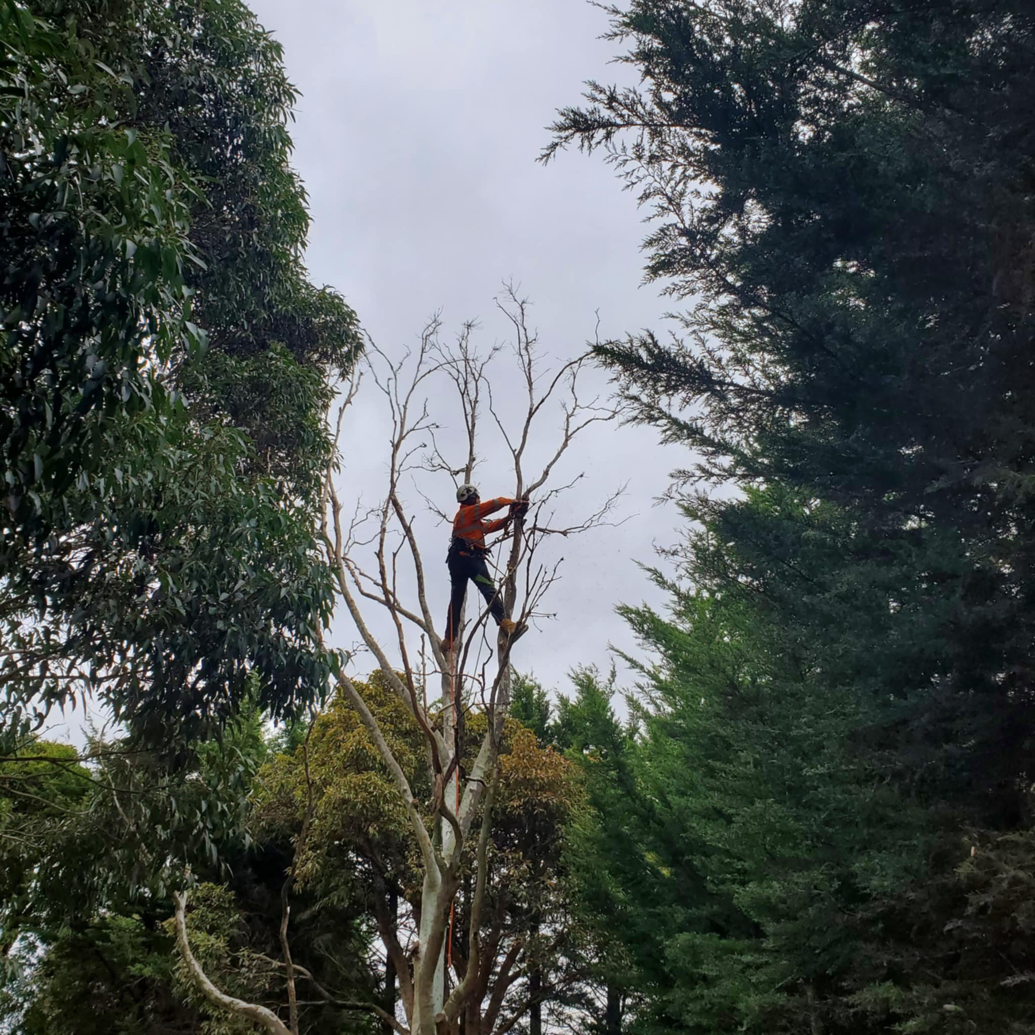 A person in an orange vest and helmet climbing a tall tree using ropes, surrounded by green trees and an overcast sky.