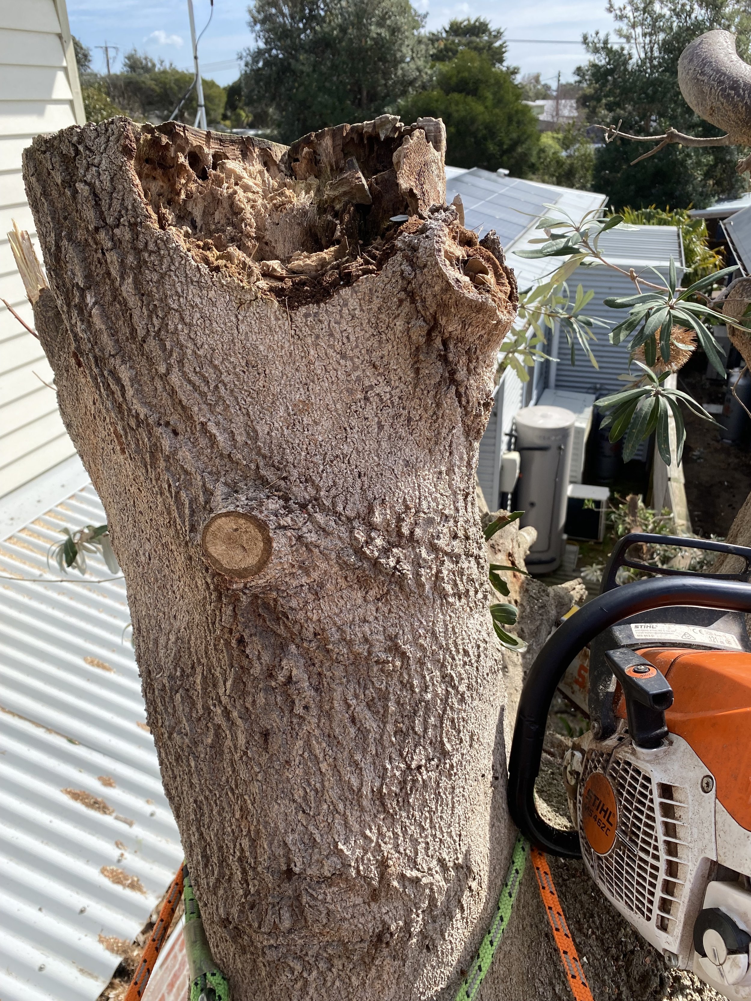 Close-up of a tree trunk with a chainsaw resting nearby in a backyard with metal roofing and trees in the background.