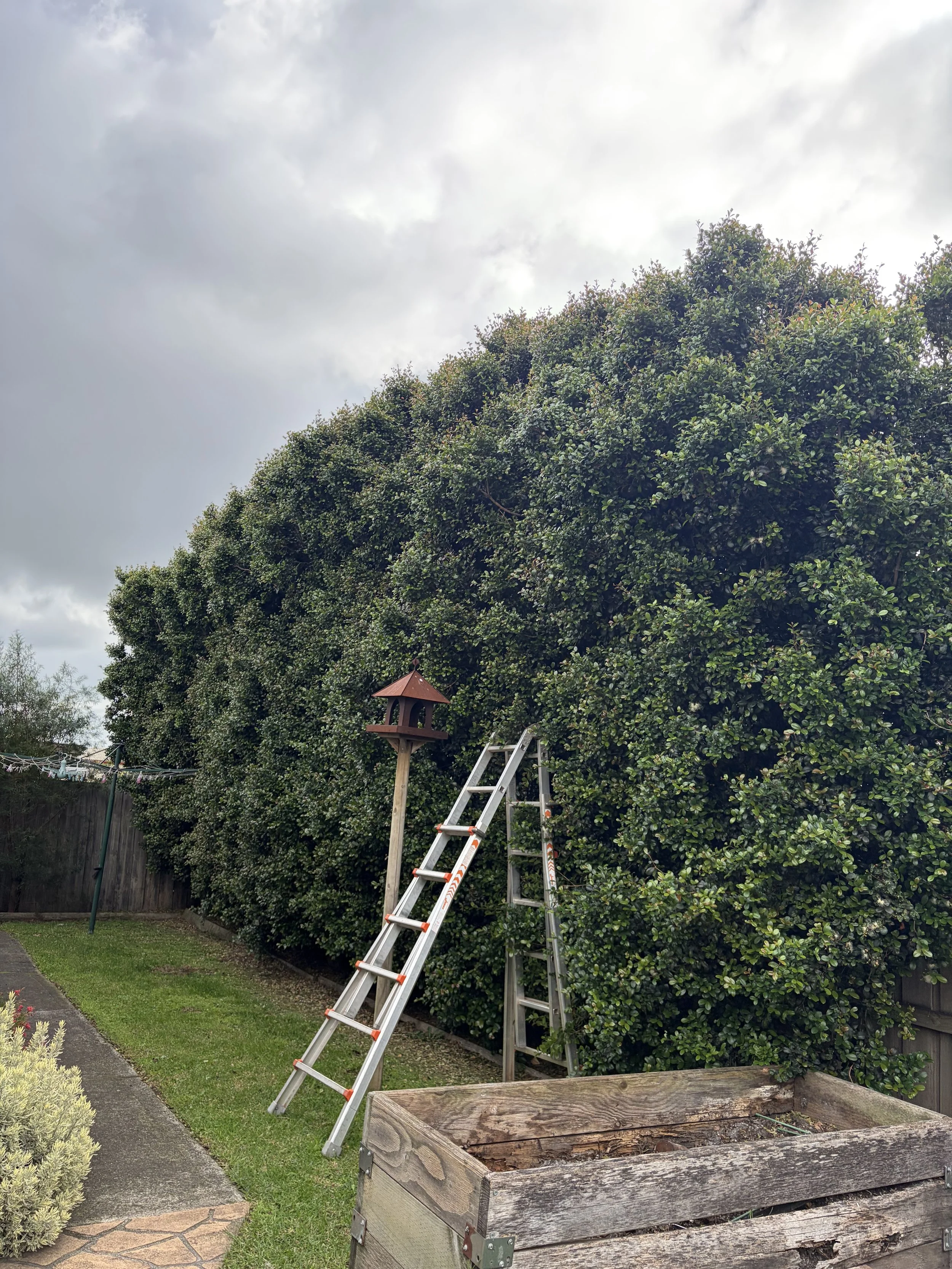 Ladder leaning against tall hedge with birdhouse on a pole nearby, garden with grass, flower bed, and clothesline in the background.