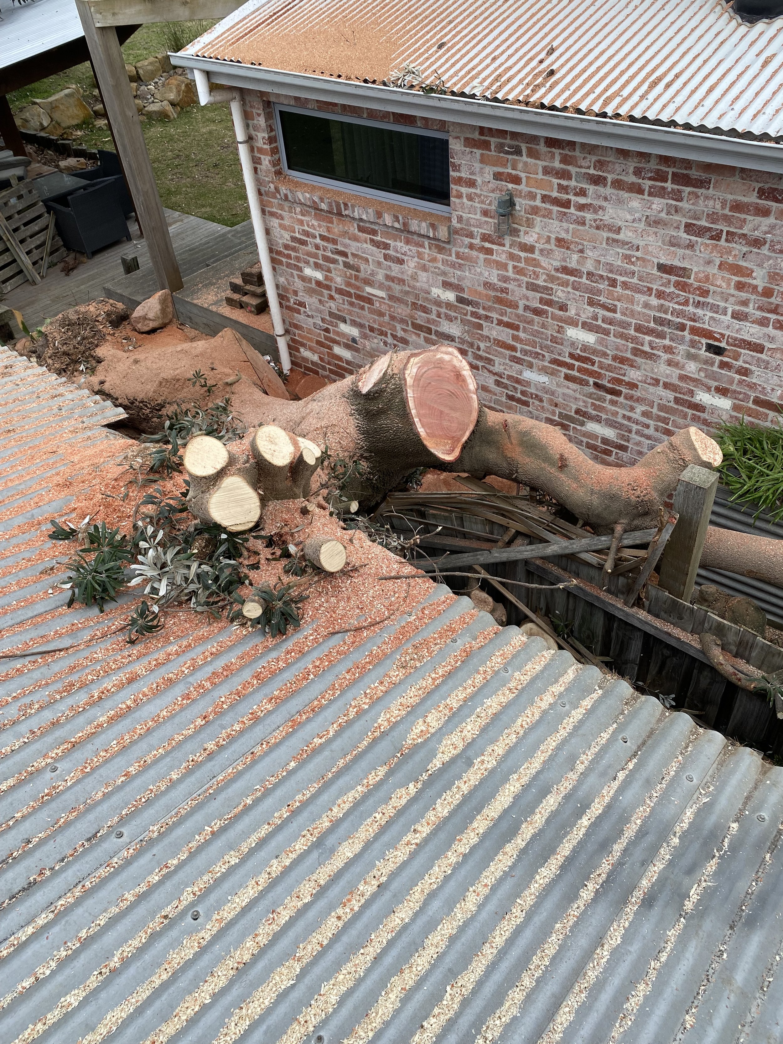 A fallen tree lying across a corrugated metal roof, with a brick building wall with a window in the background.