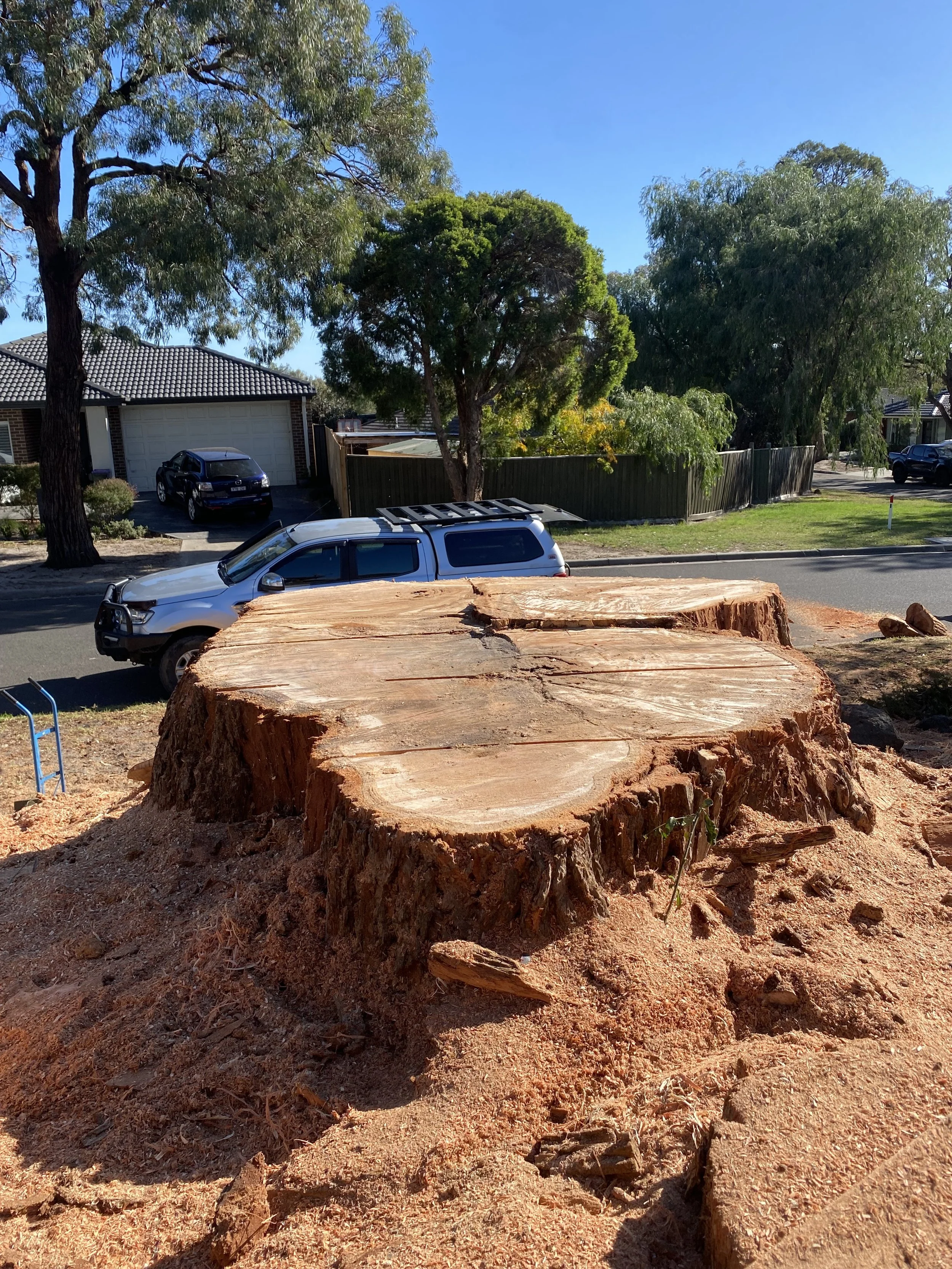 A large tree cut down, with a saw cut visible on its trunk, in a residential neighborhood with houses, trees, and parked cars.