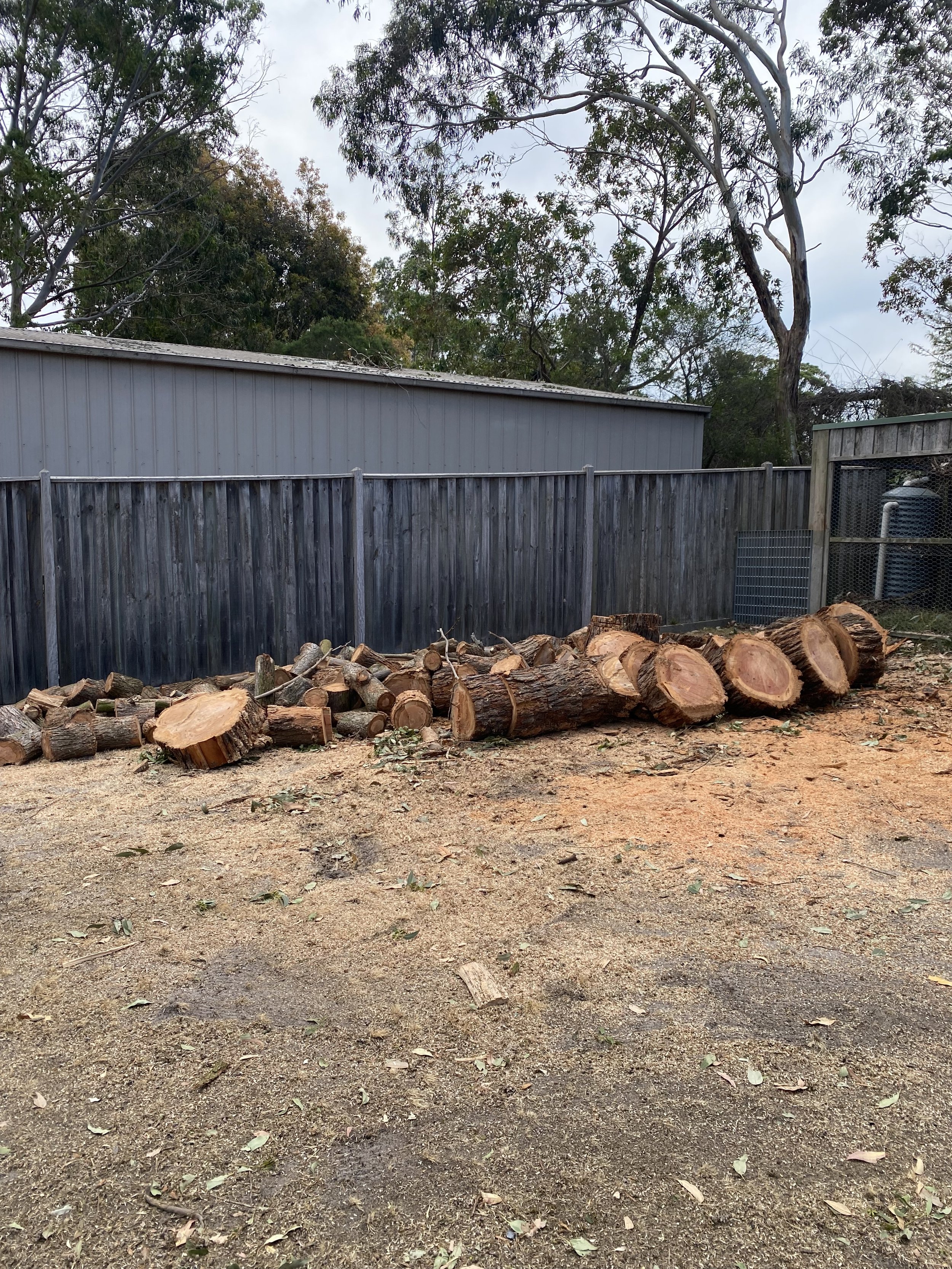 Firewood logs on dirt ground in front of a wooden fence with trees and a shed in the background