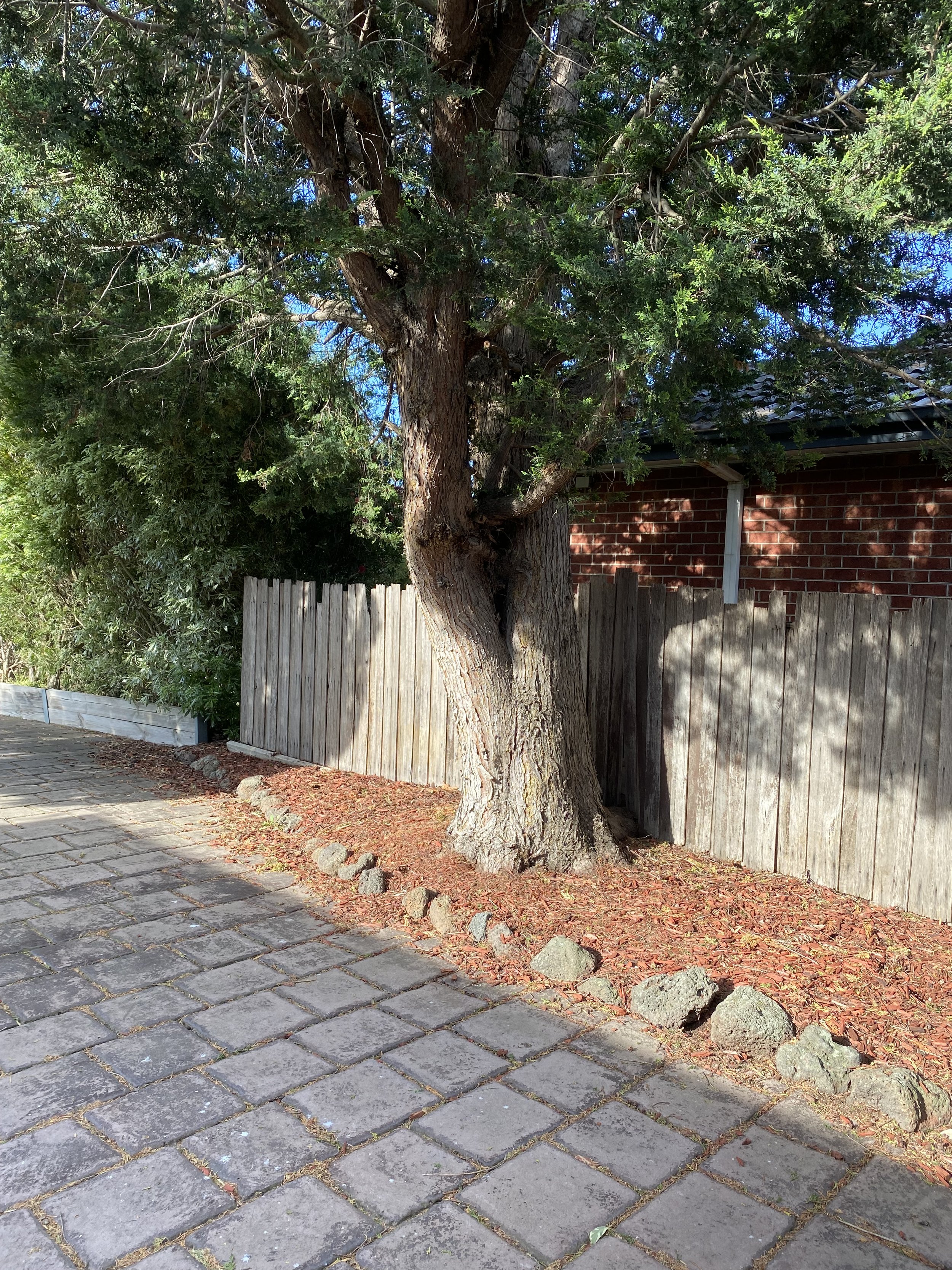 A large tree with a sturdy trunk and dense green foliage stands next to a brick house with a metal gutter. A weathered wooden fence runs behind the tree, with shadows cast on the wall and ground. The ground features a paved sidewalk bordered by a row