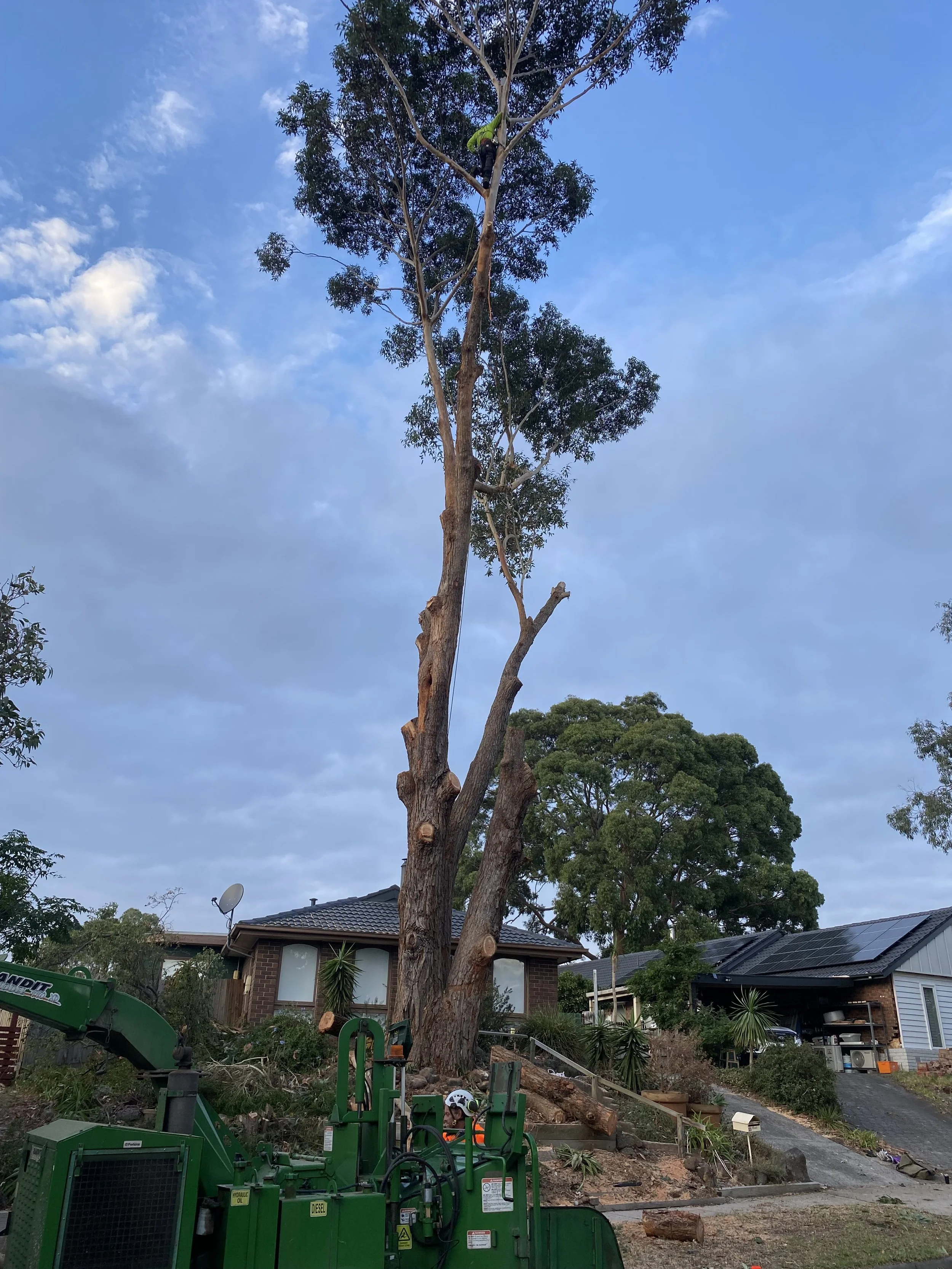 A large tree with some branches cut off, a worker in a safety helmet and high visibility clothing using climbing gear, cutting or trimming the tree. A house with a dark tiled roof and a satellite dish is visible in the background, along with a lawn a