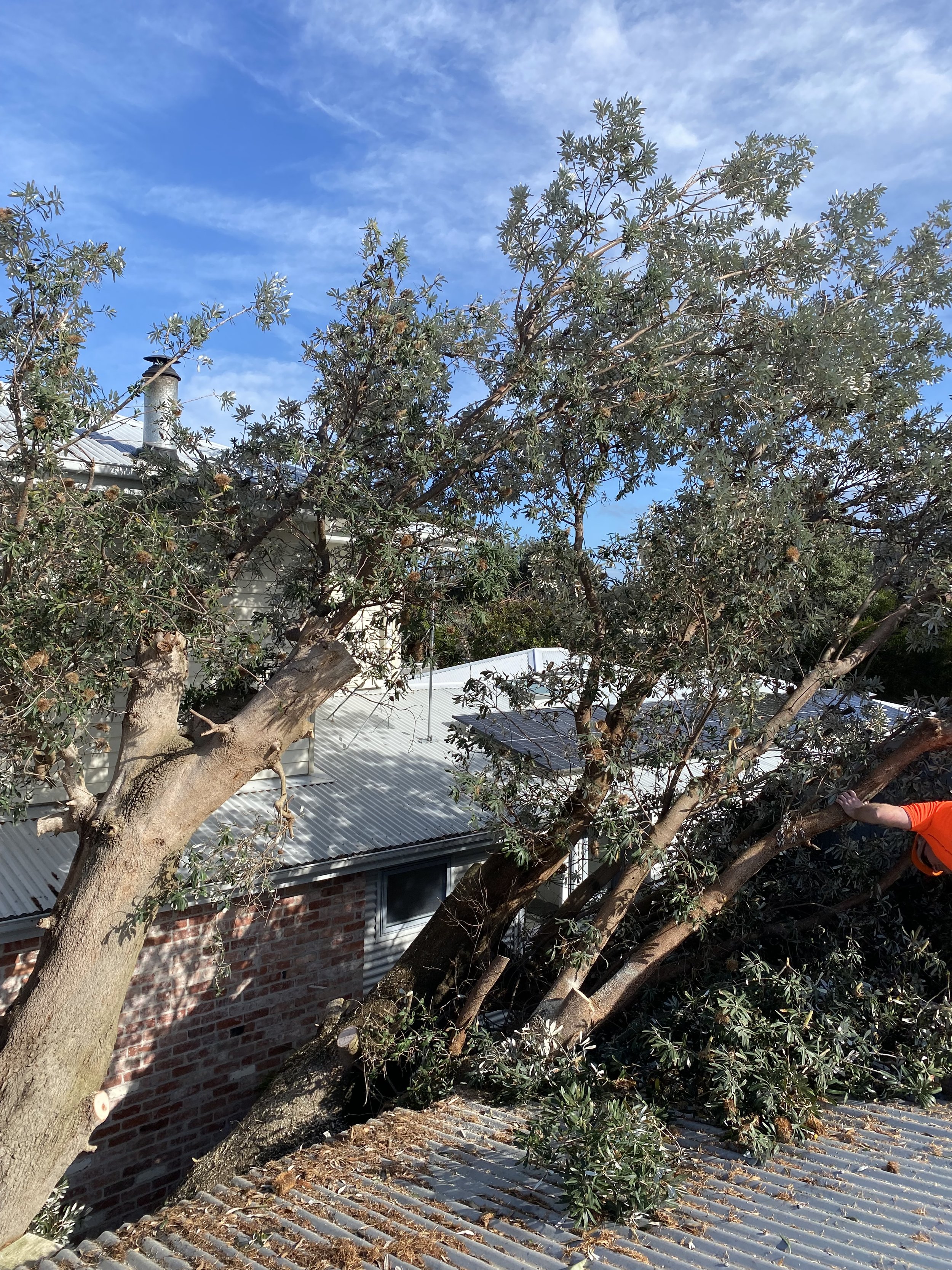 A large tree has fallen onto the roof of a house, with some branches resting on the roof. The sky is partly cloudy, and part of a person wearing an orange shirt is visible on the right side of the image.