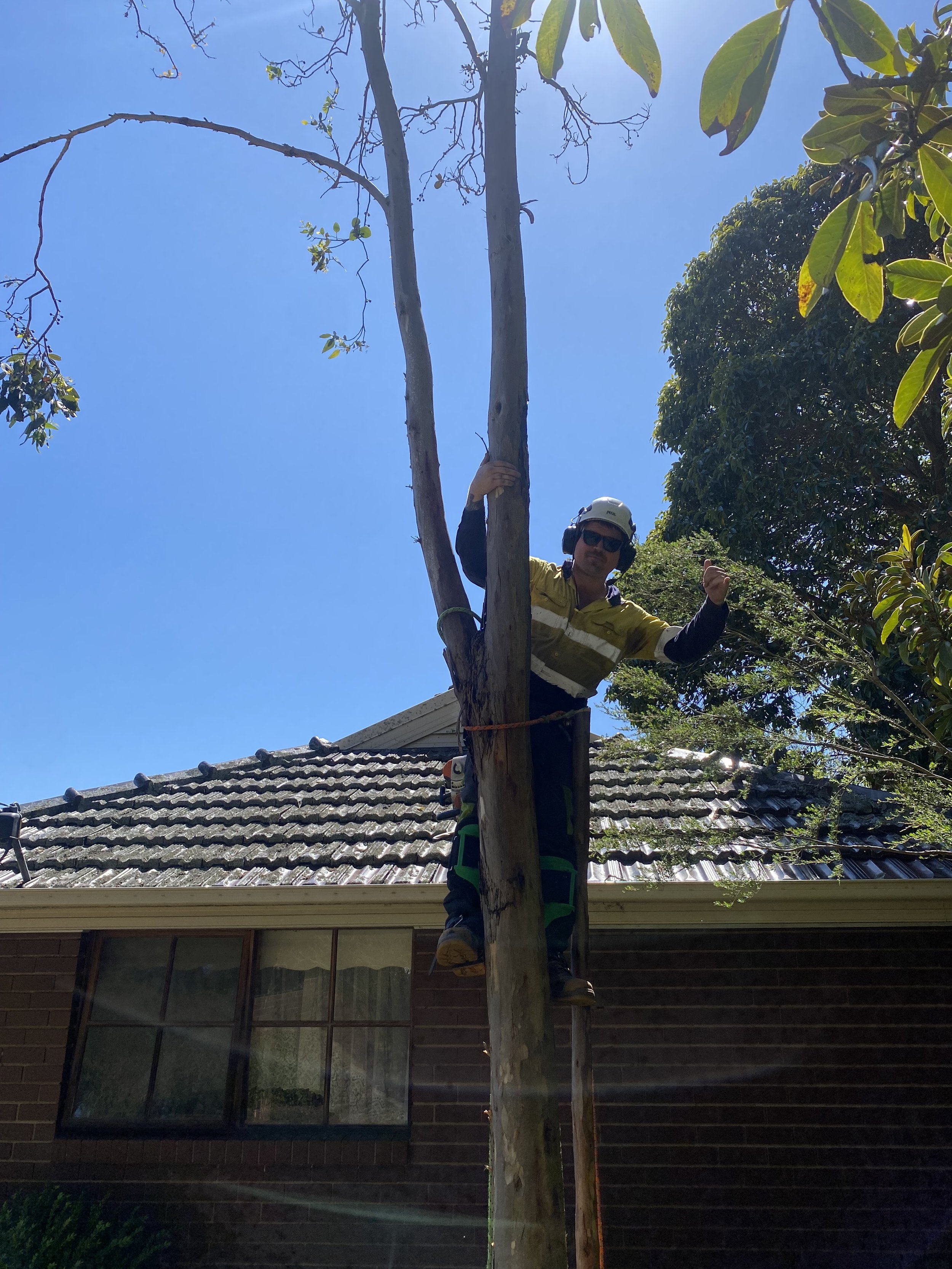 A person wearing a helmet, sunglasses, and work gloves is pruning or inspecting a tall tree in a residential yard. The person is climbing the trunk of the tree, which is in front of a house with a tiled roof and large window.