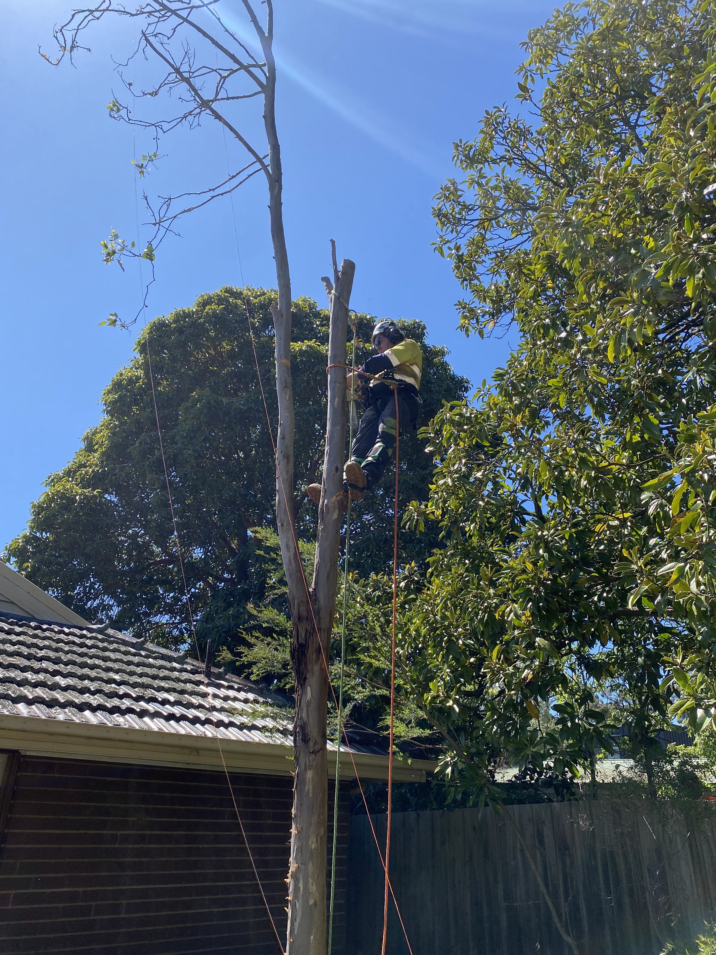 A person wearing safety gear is cutting or pruning a tall tree in a residential backyard during daytime, with a clear blue sky above, surrounded by green trees and bushes, and a house with a tiled roof visible at the bottom of the image.