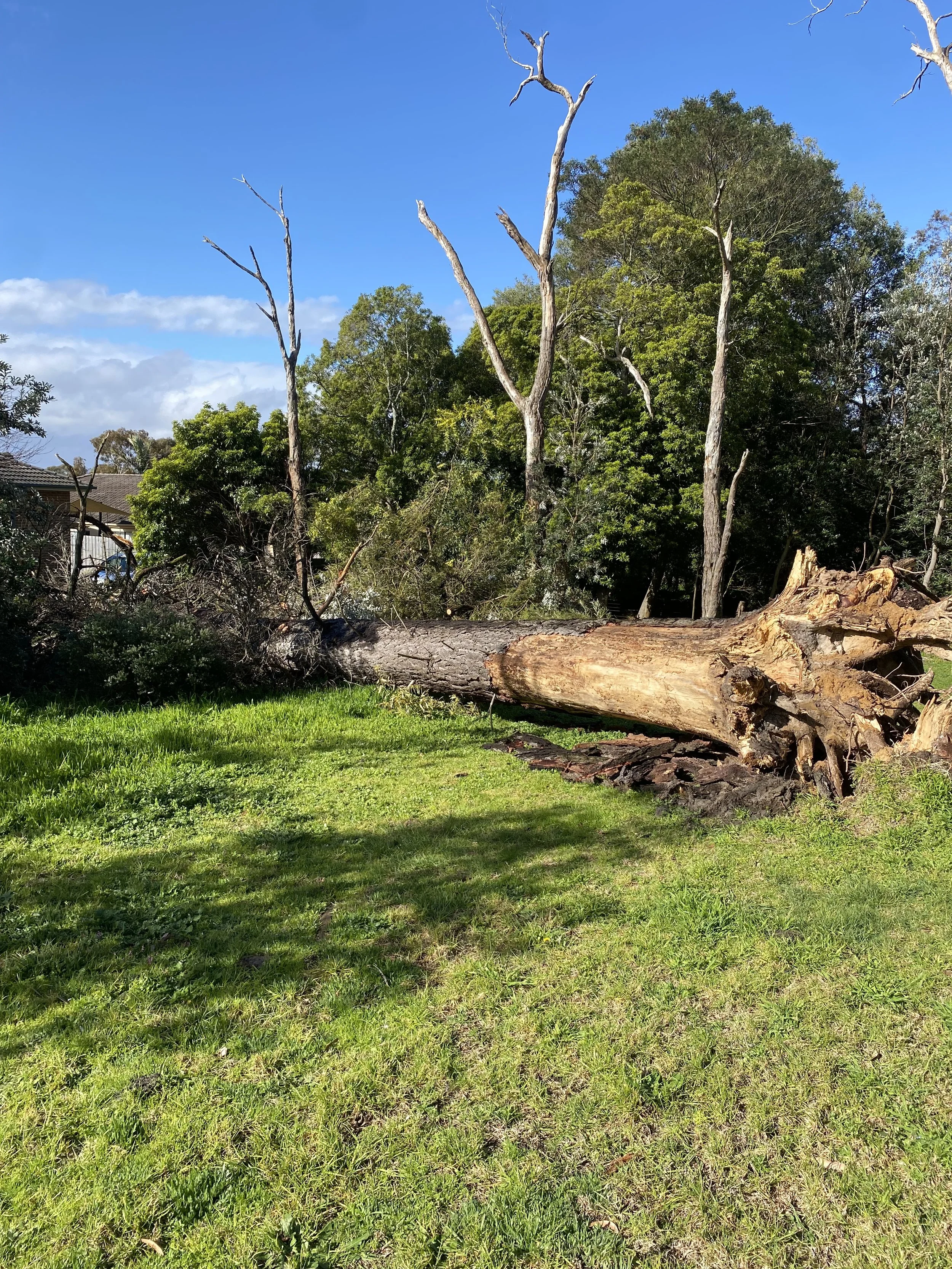 A fallen large tree trunk on green grass in front of a backdrop of tall trees and a bright blue sky with some white clouds.