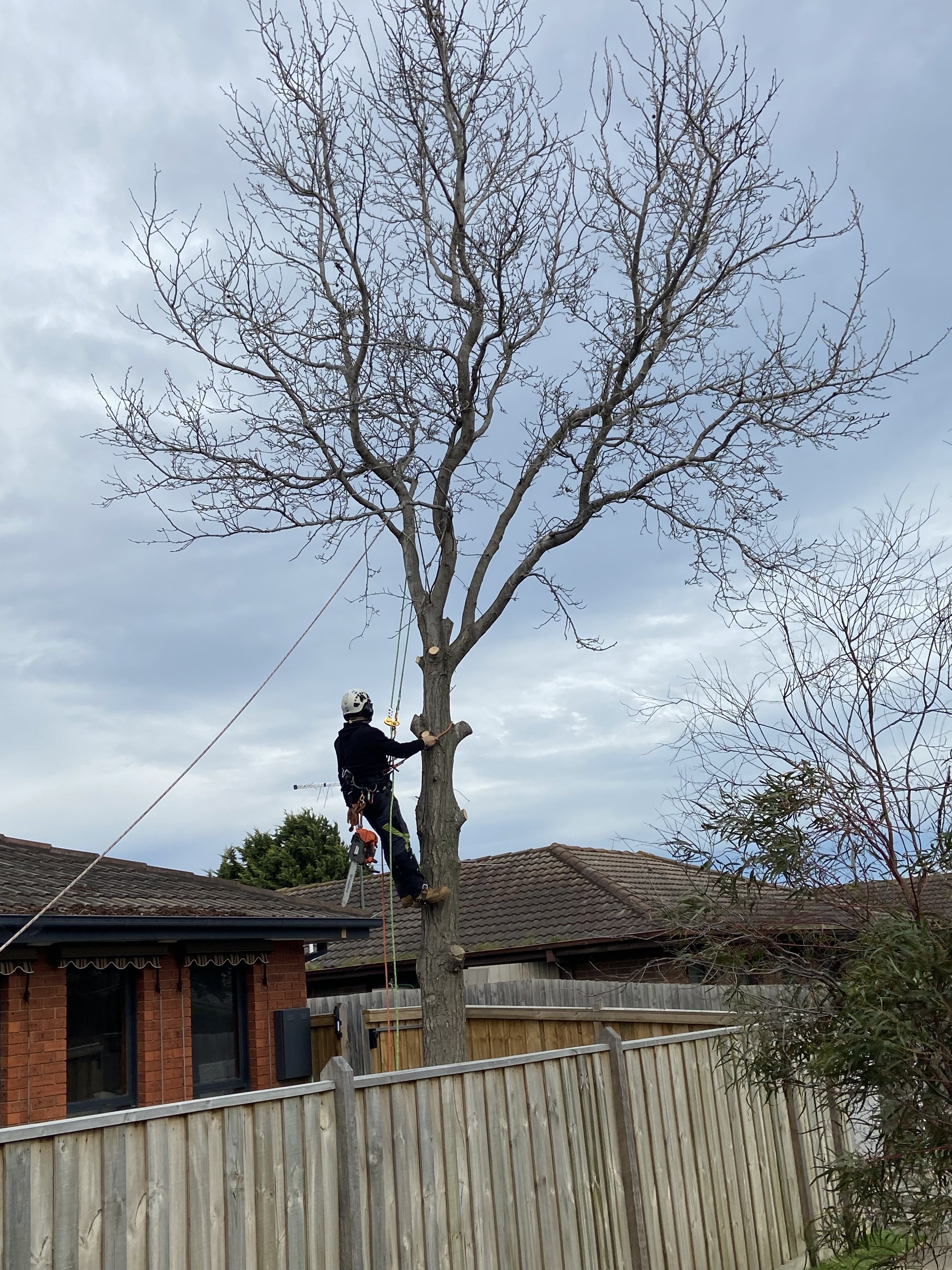A person wearing a helmet and safety harness pruning a tall tree in a suburban backyard with rooftops, fences, and trees nearby under a cloudy sky.