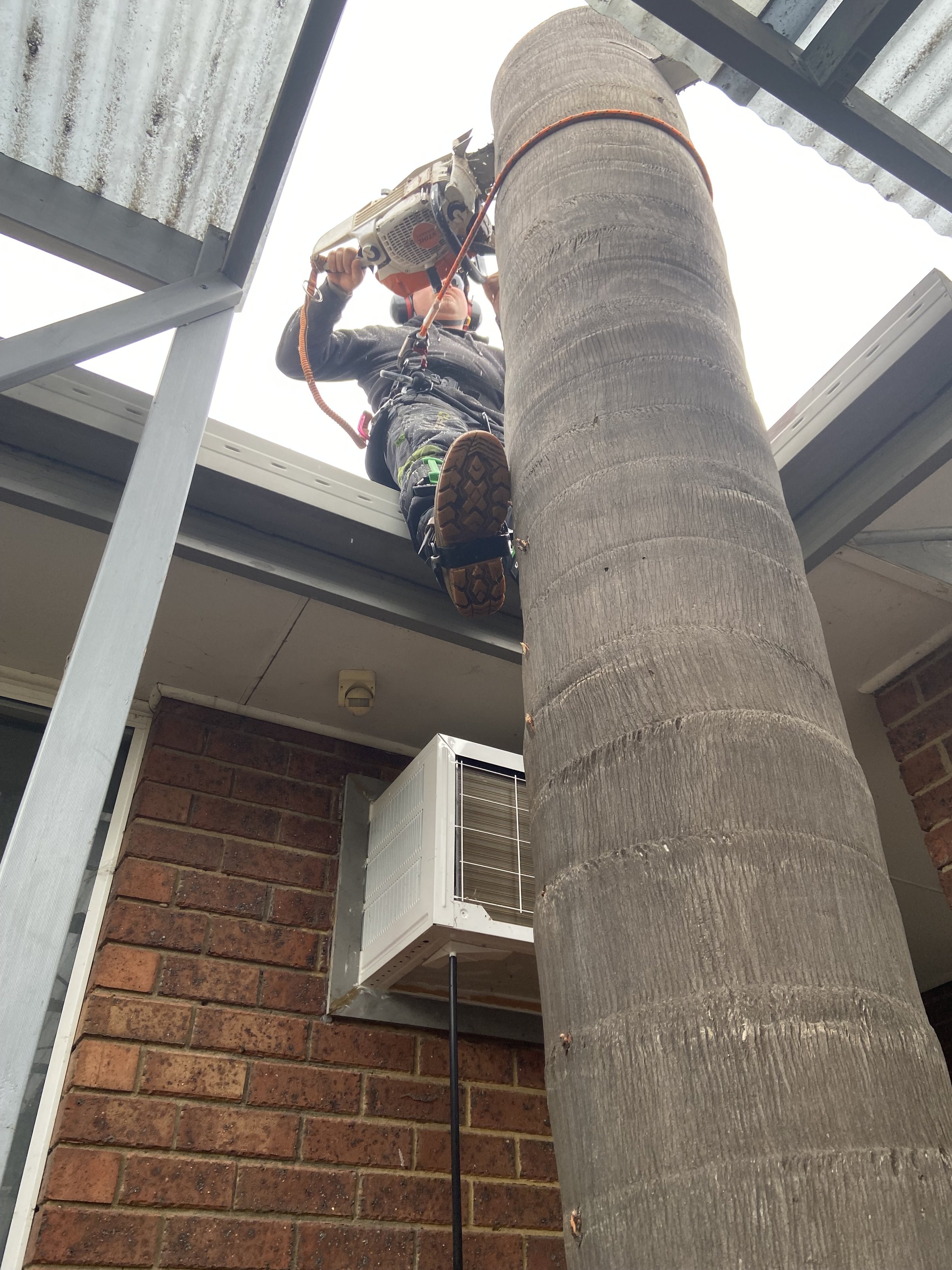 A worker is on a ladder trimming a tall palm tree with a chainsaw attached to a safety harness. The worker is wearing a black hoodie, camouflage pants, and safety gear. The scene takes place outdoors near a brick building with an air conditioning uni