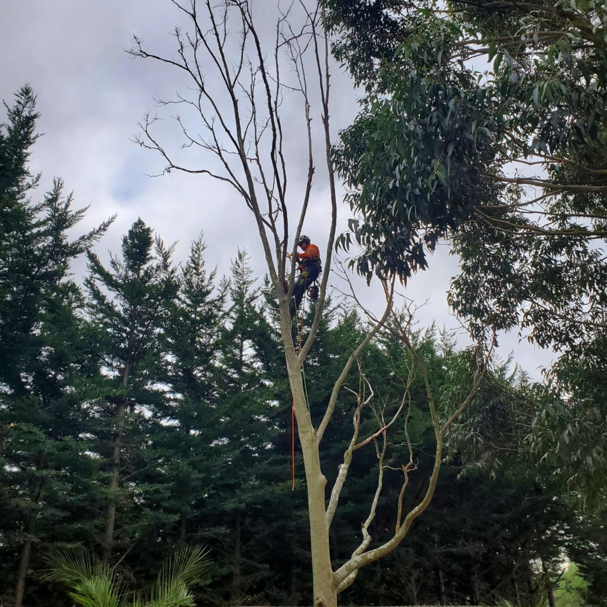 A person in orange clothing and a helmet clipping branches from a tall, leafless tree with a chainsaw, surrounded by green foliage and other trees, under cloudy sky.