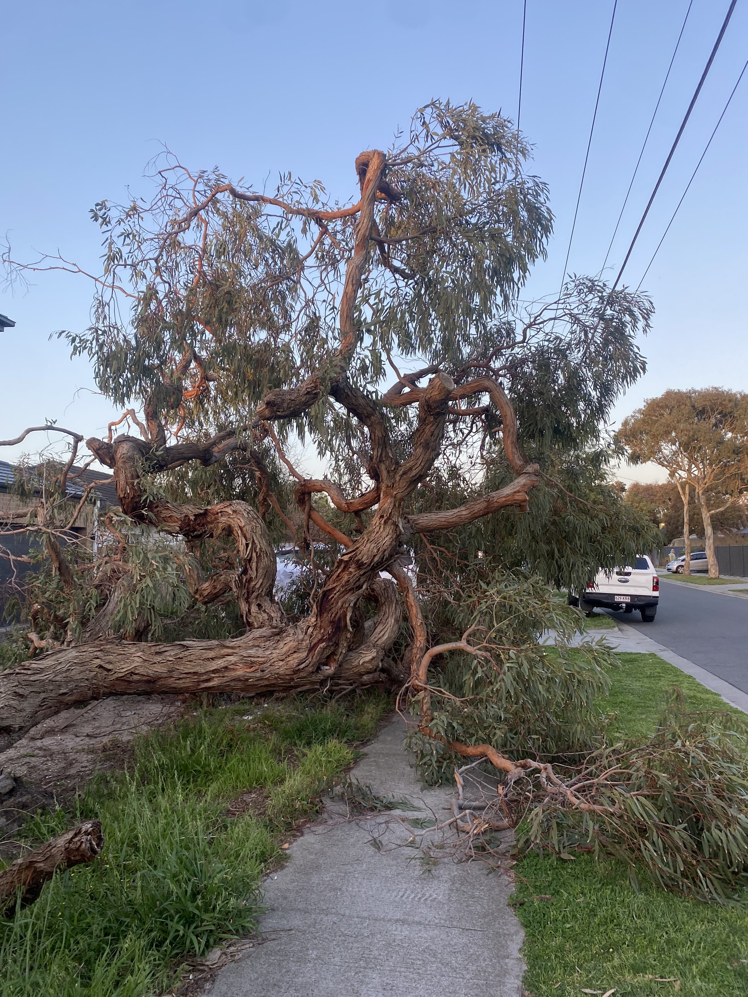 A fallen tree with damaged branches blocking a sidewalk in a residential neighborhood, with cars parked along the street and houses in the background.