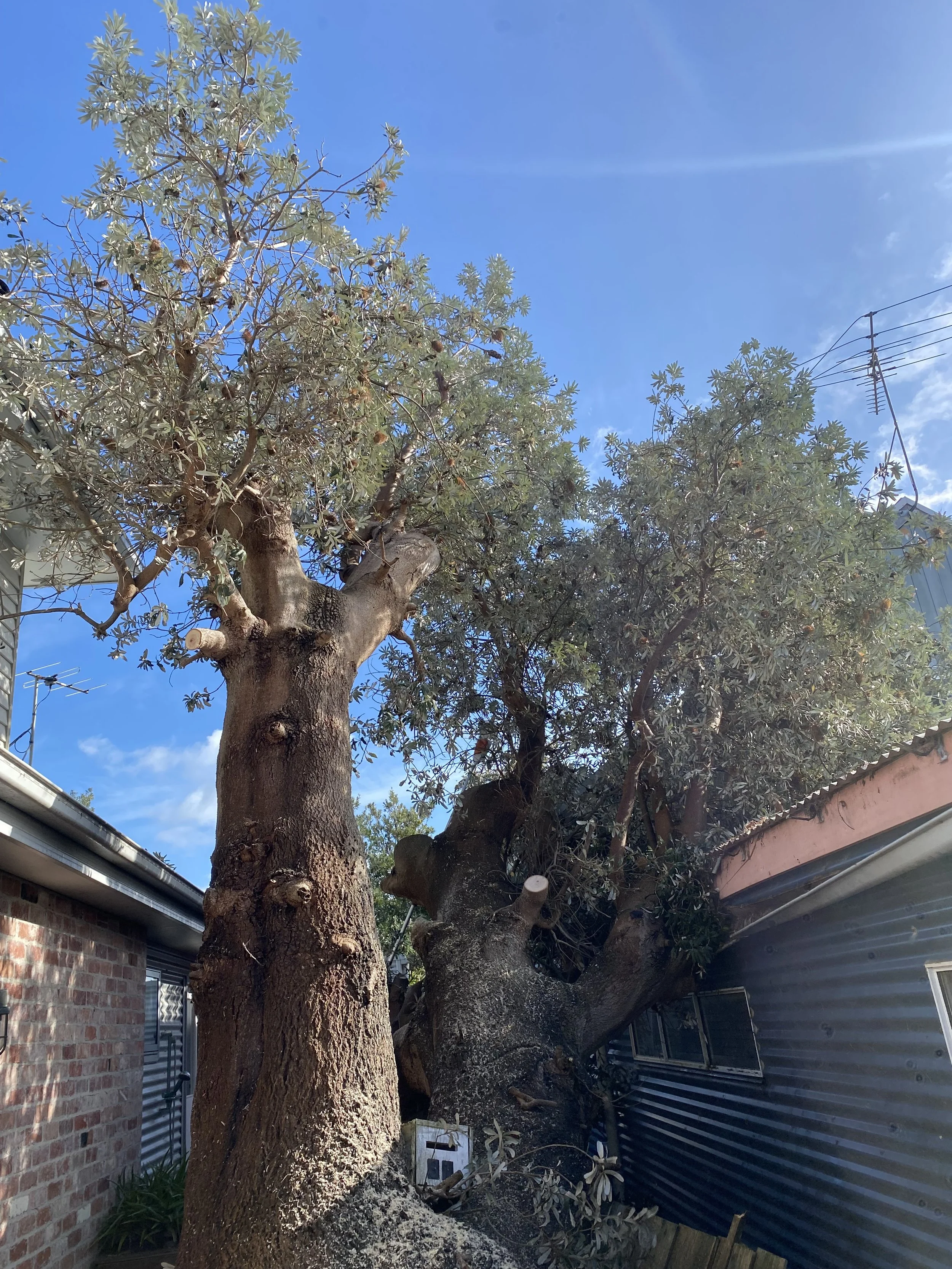 A large tree has fallen over and is leaning against a building with a brick wall on the left and a corrugated metal fence on the right. The tree has a thick trunk and multiple branches with green leaves. The sky is clear and blue with some clouds.