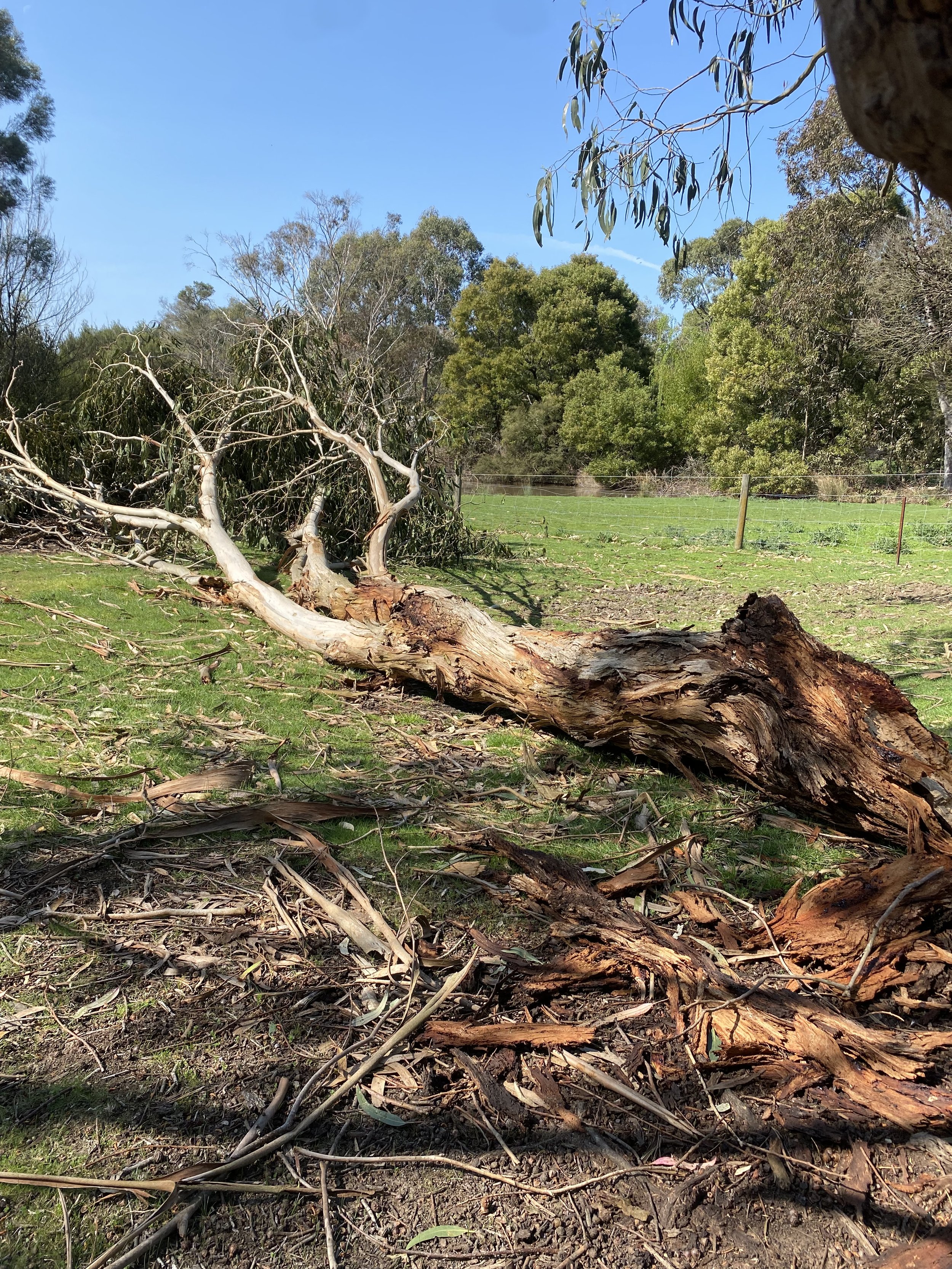 Fallen tree branches and debris on a grassy area with trees and a blue sky in the background.