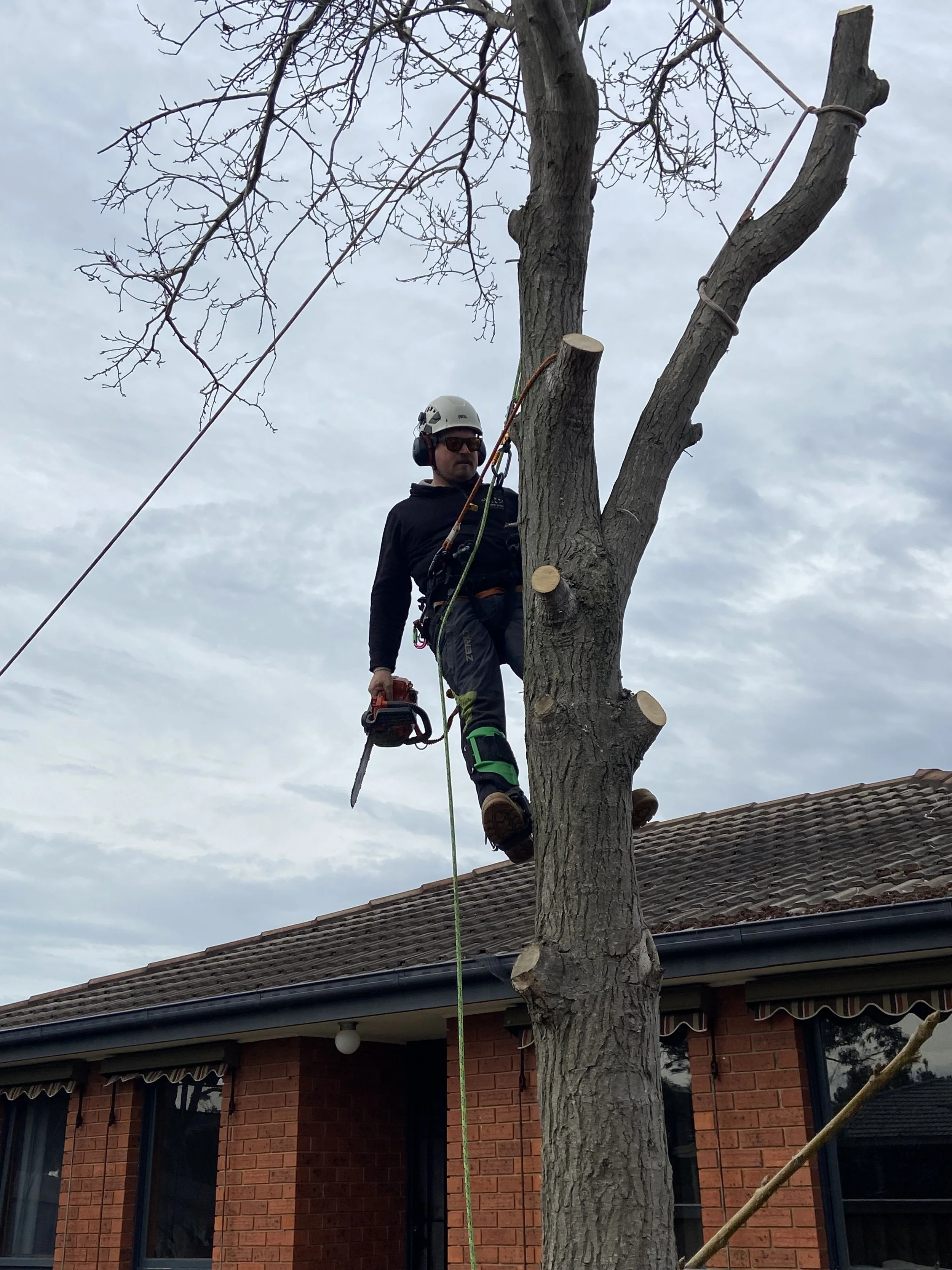 A tree worker wearing a helmet, safety glasses, and a harness, is trimming a tall tree near a house's roof. The worker is using a chainsaw, and a rope is attached for safety.